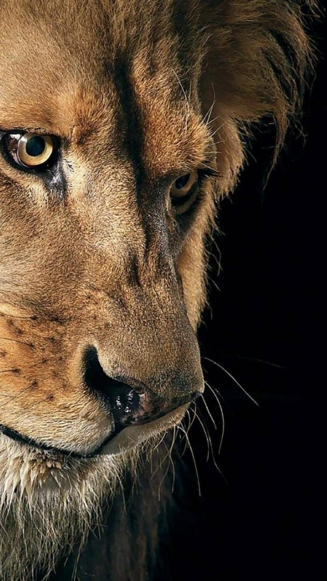 Different Animal Mobile Wallpapers Wallpaper Cave