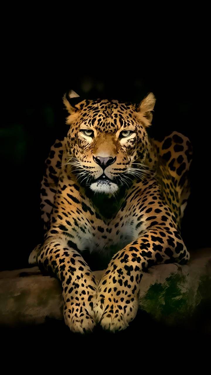 Jaguar Phone Wallpapers Wallpaper Cave