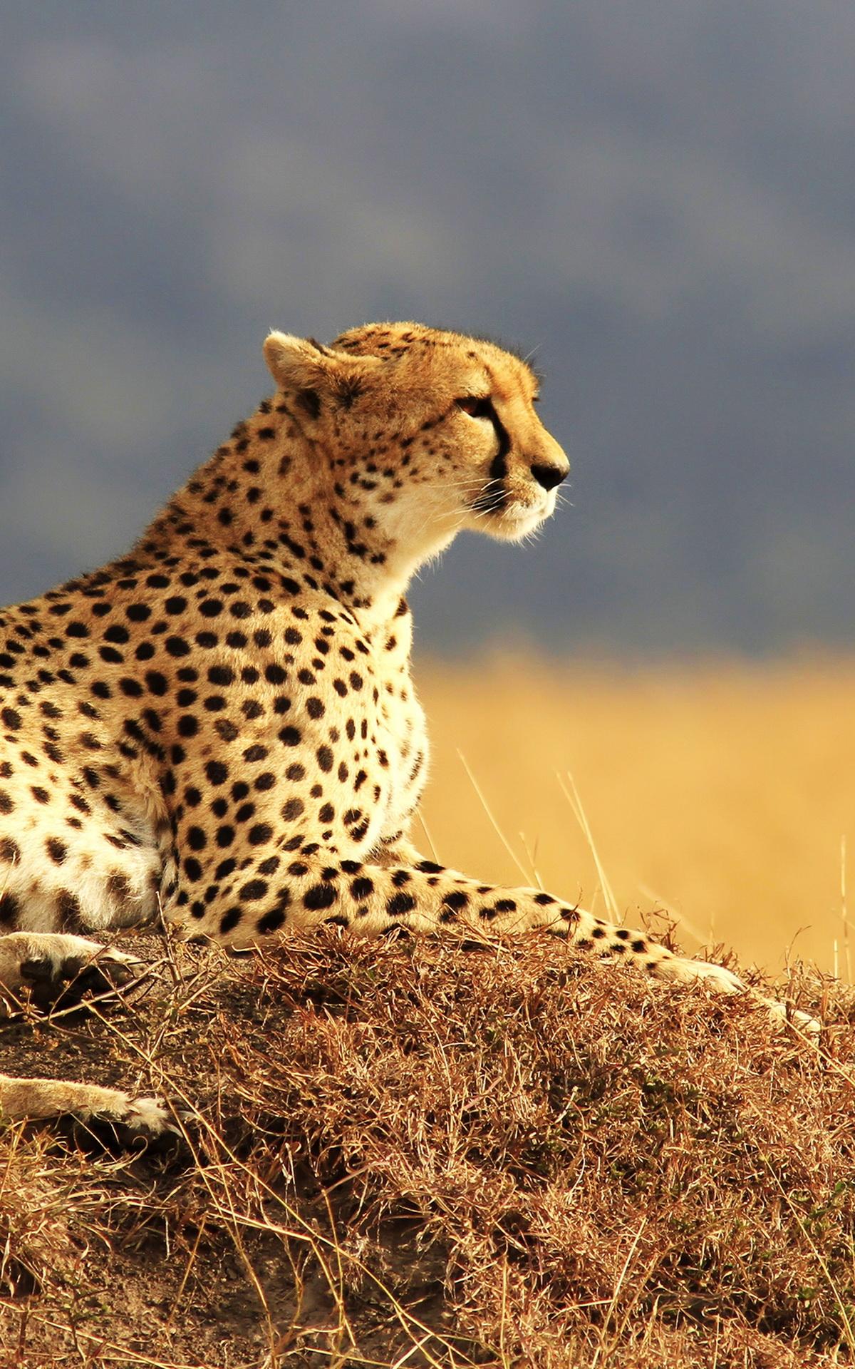 Different Animal Mobile Wallpapers Wallpaper Cave