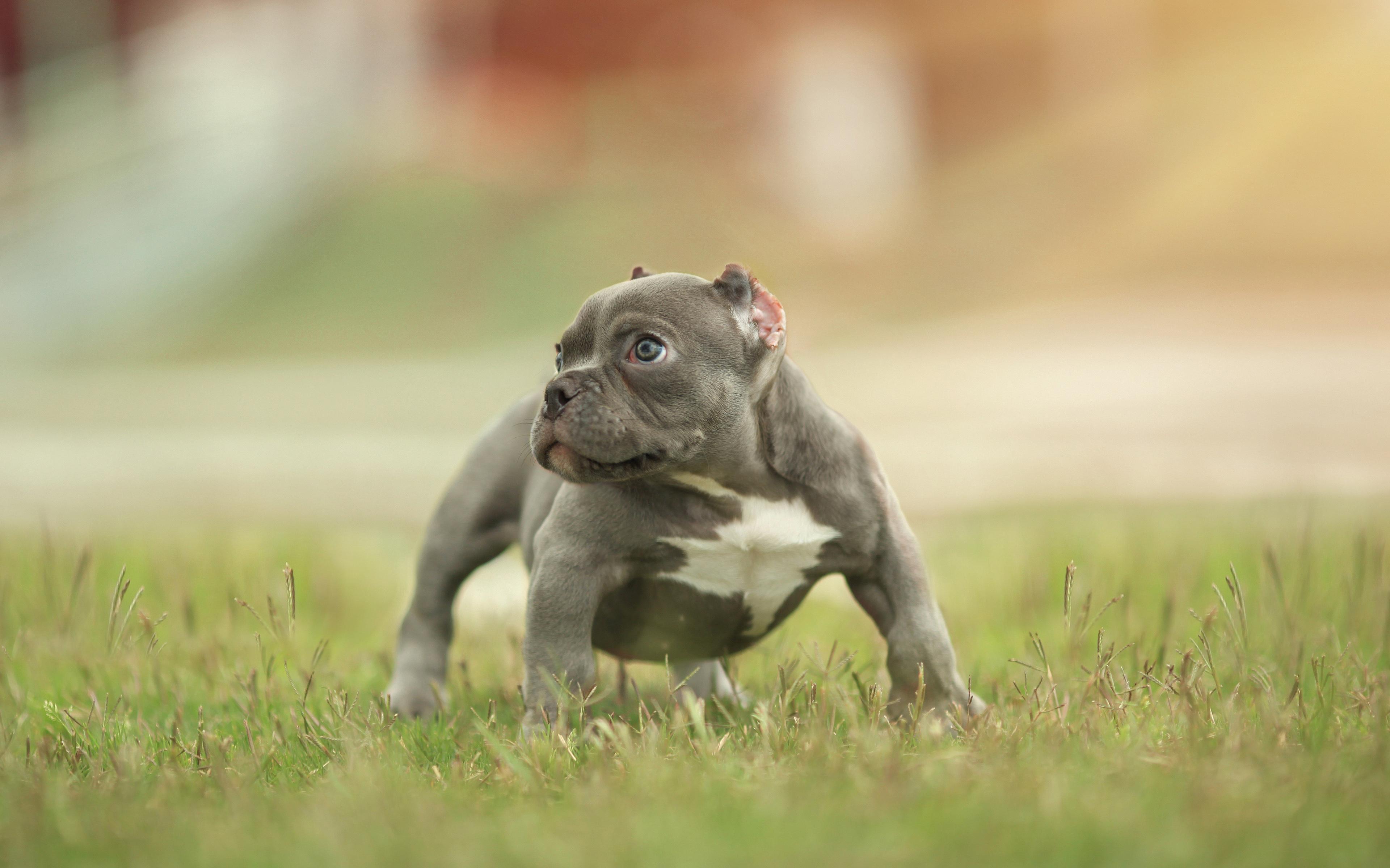 American Bully Dog Wallpapers Wallpaper Cave