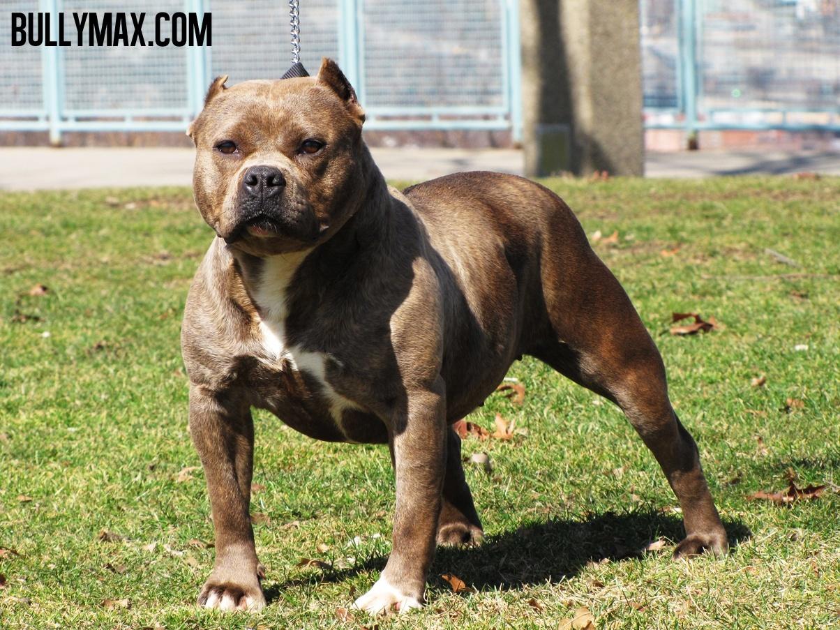 American Bully Dog Wallpapers Wallpaper Cave