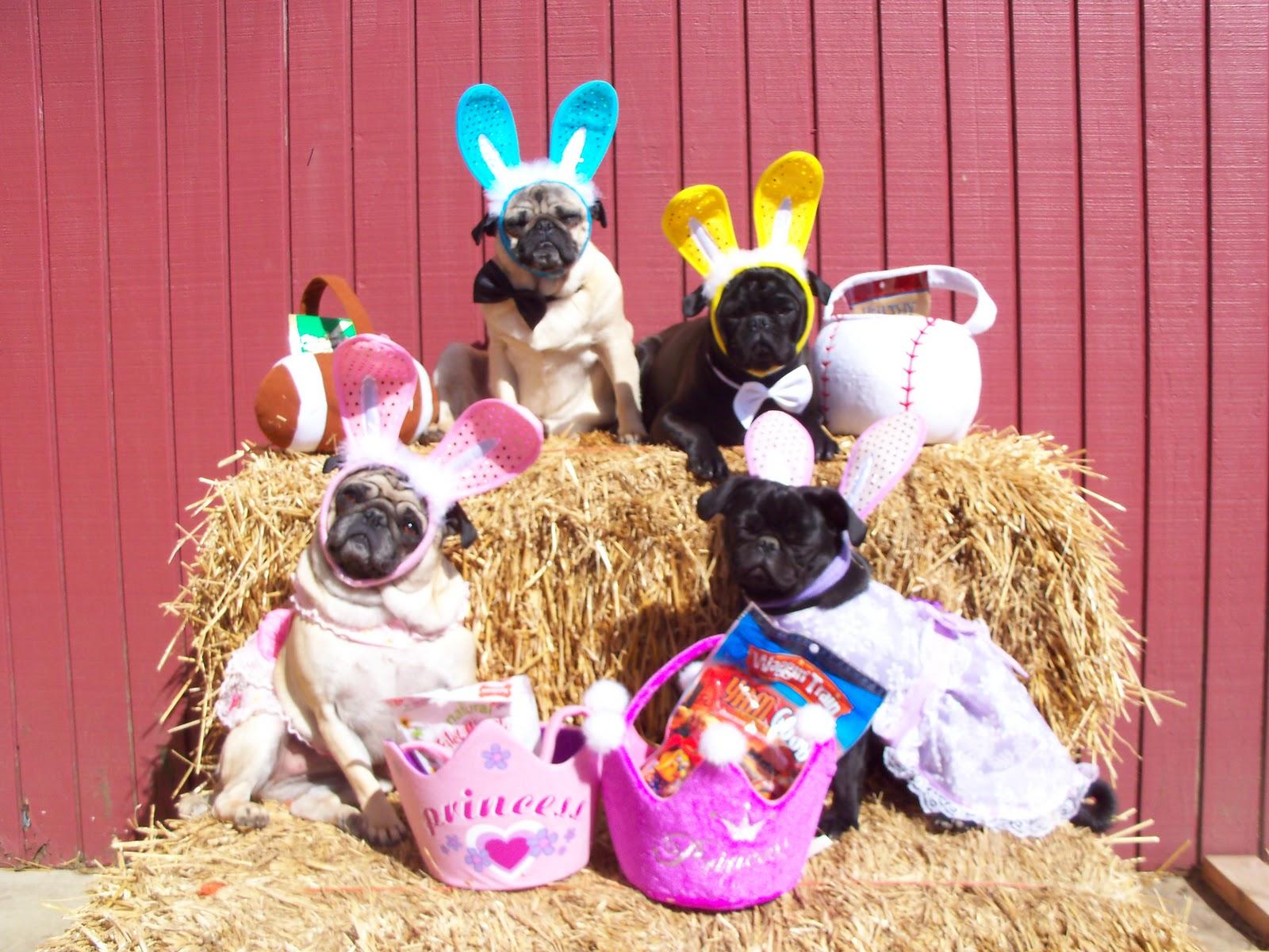 Easter Puppies And Dogs Wallpapers Wallpaper Cave