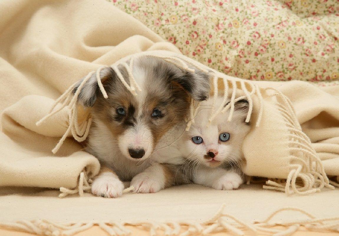 Dog And Cats Wallpapers Wallpaper Cave