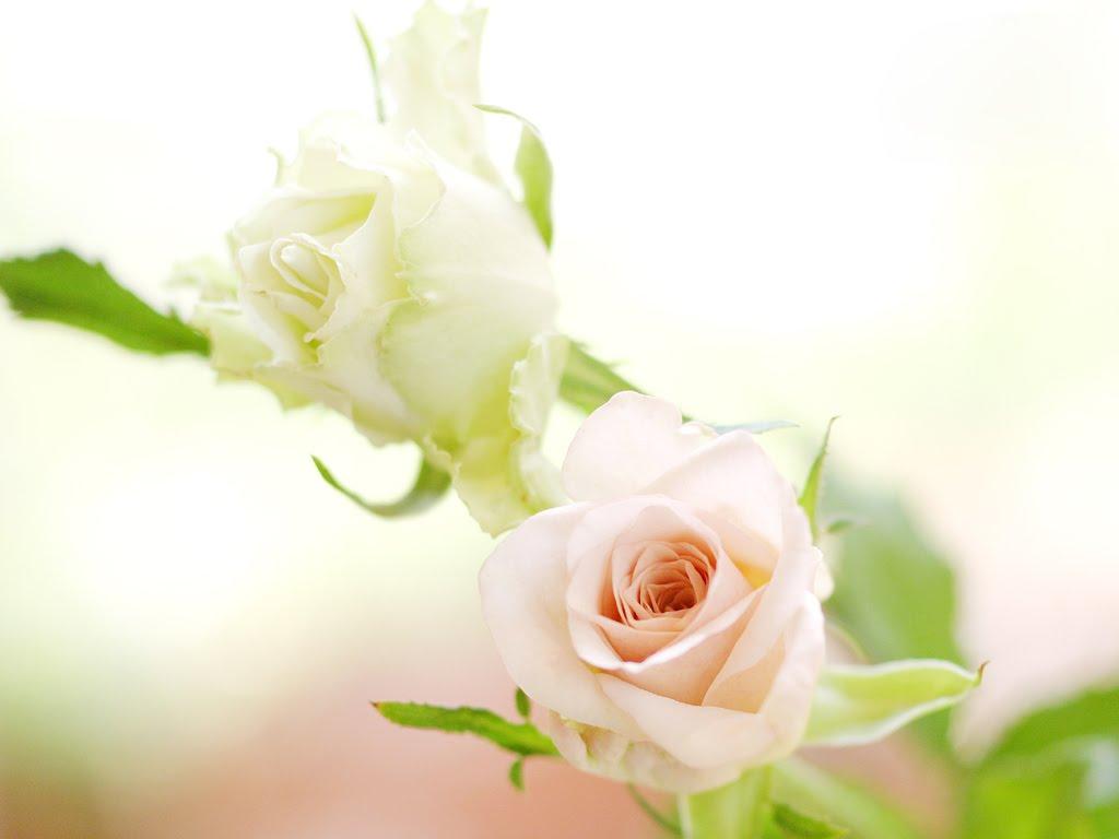 White Rose Desktop Wallpapers Wallpaper Cave