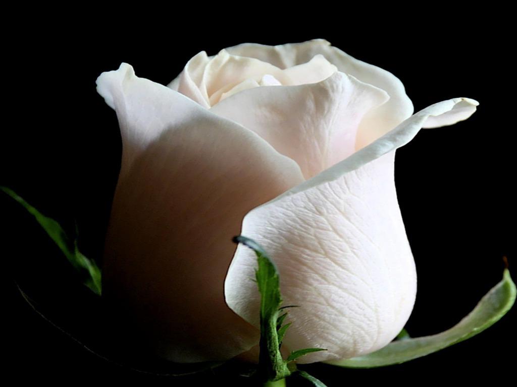 White Rose Desktop Wallpapers Wallpaper Cave
