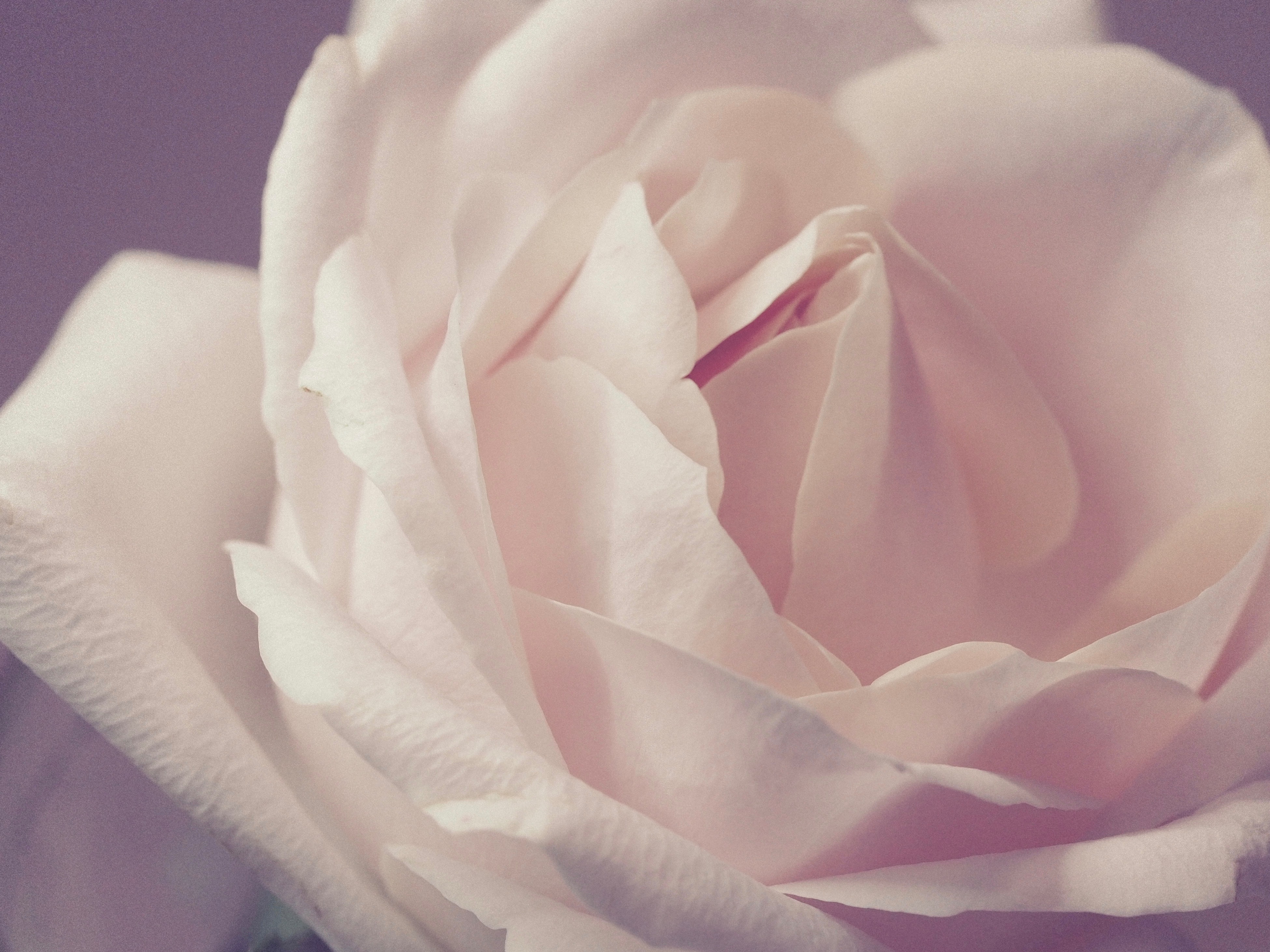 White Rose Desktop Wallpapers Wallpaper Cave