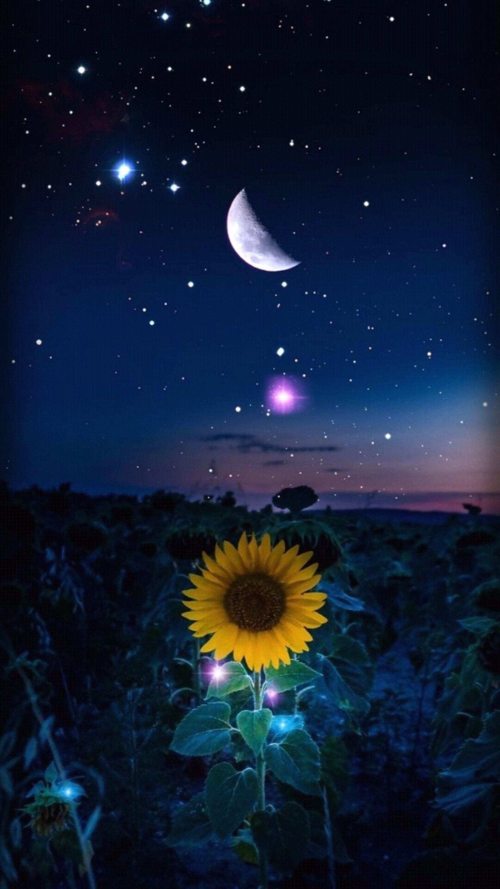 Sunflower Sunset Wallpapers Wallpaper Cave