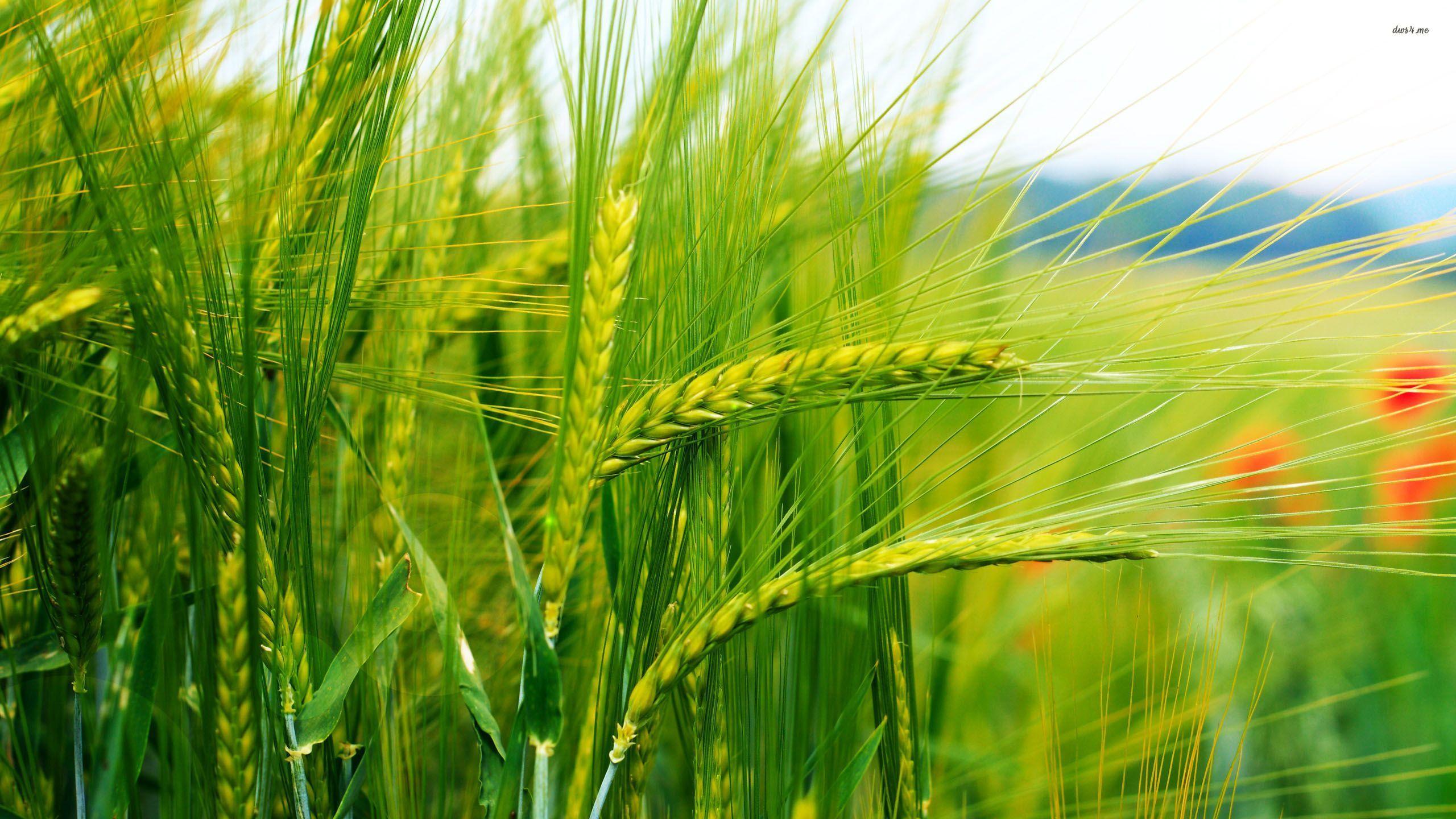 Green Wheat Fields Wallpapers Wallpaper Cave