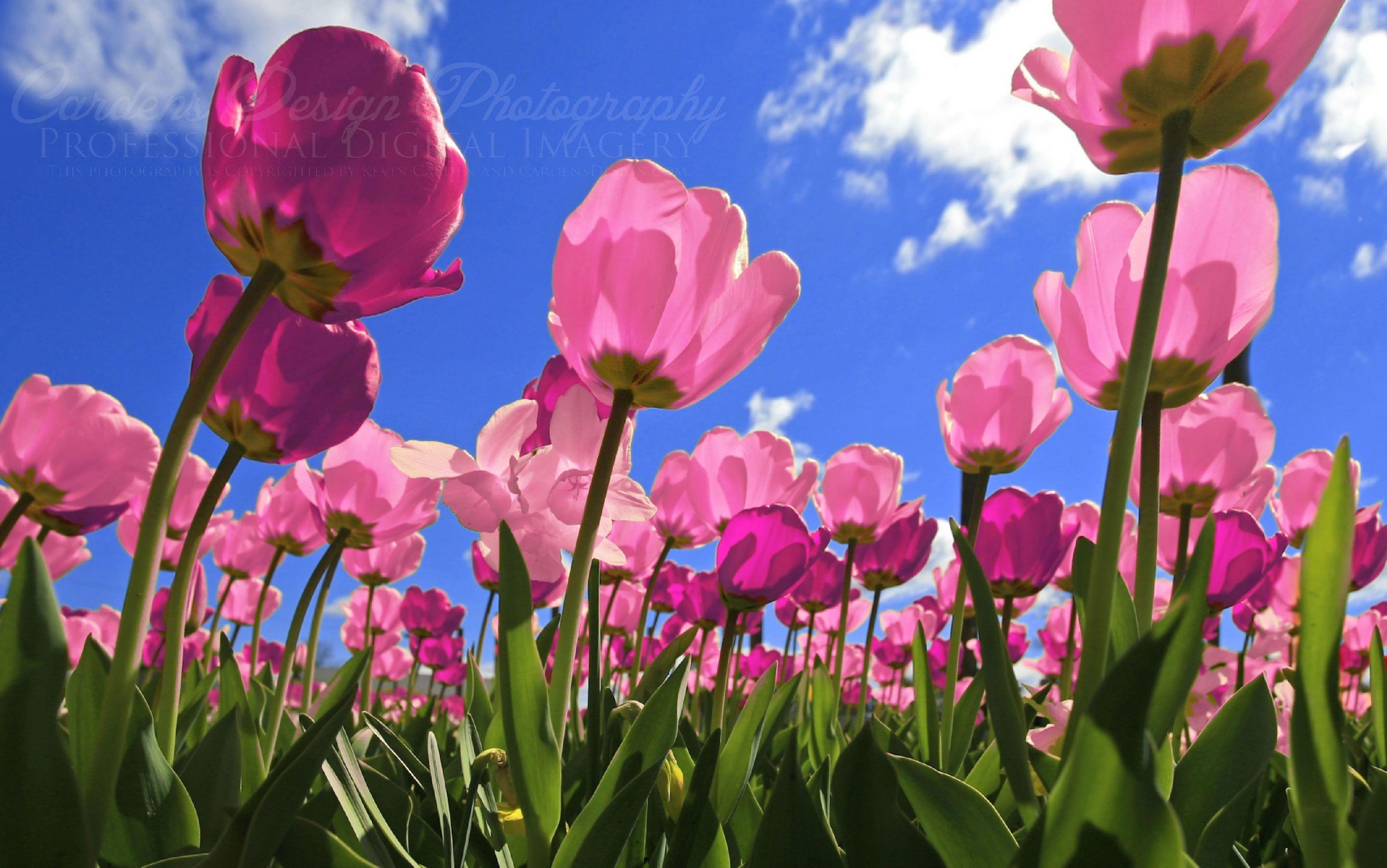 Desktop Tulip Wallpapers Wallpaper Cave