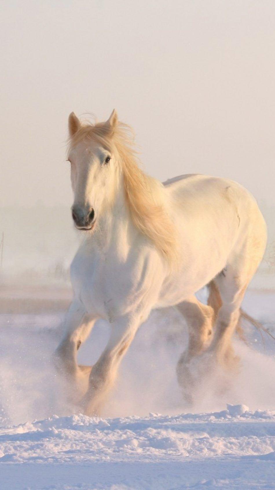 Running Horse Mobile HD Wallpapers Wallpaper Cave