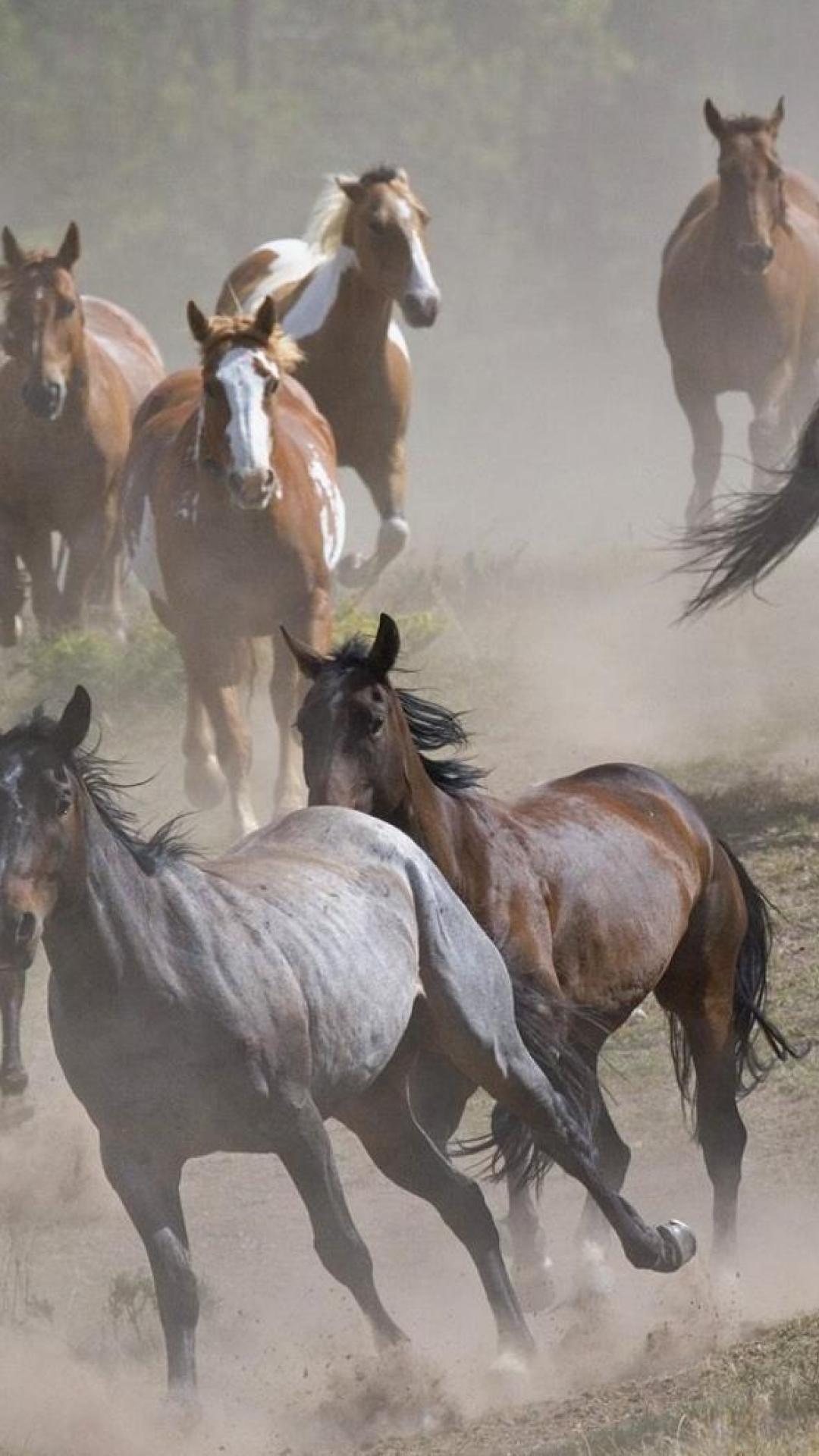 Running Horse Mobile HD Wallpapers Wallpaper Cave