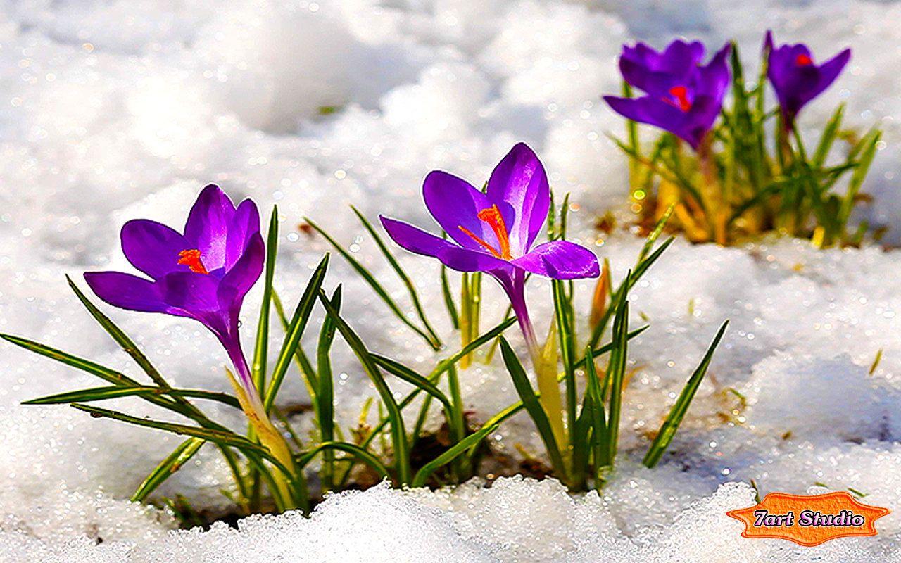 Early Spring Flowers Desktop Wallpapers Wallpaper Cave