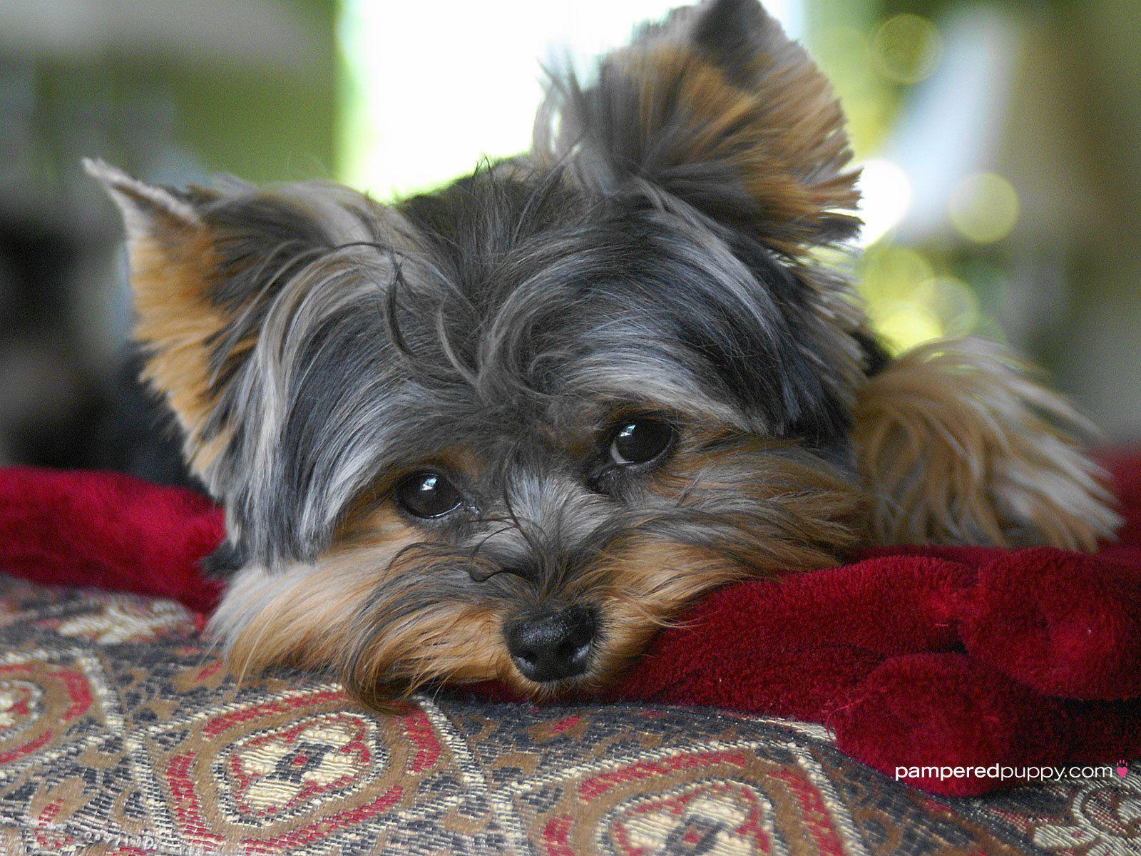 Puppy Yorkie Wallpapers Wallpaper Cave