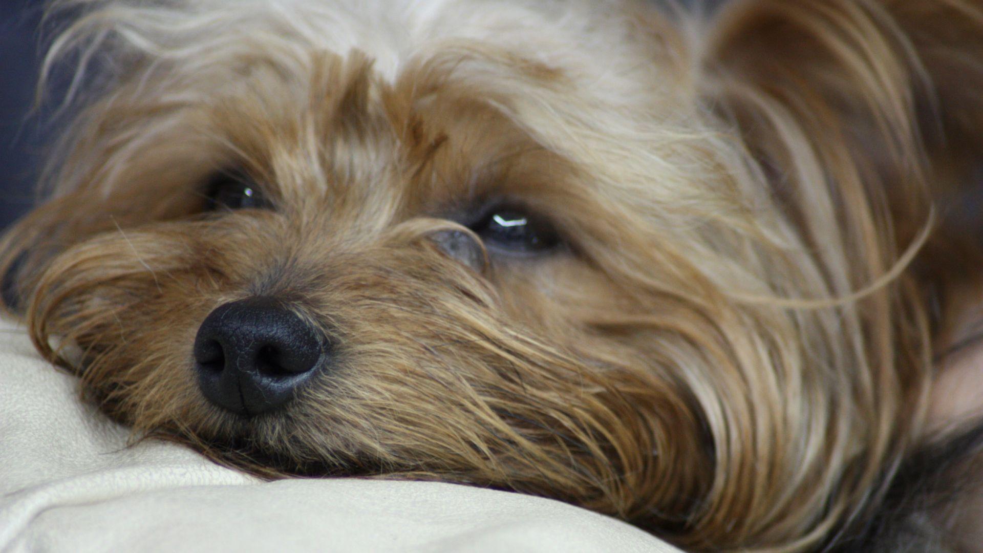Puppy Yorkie Wallpapers Wallpaper Cave
