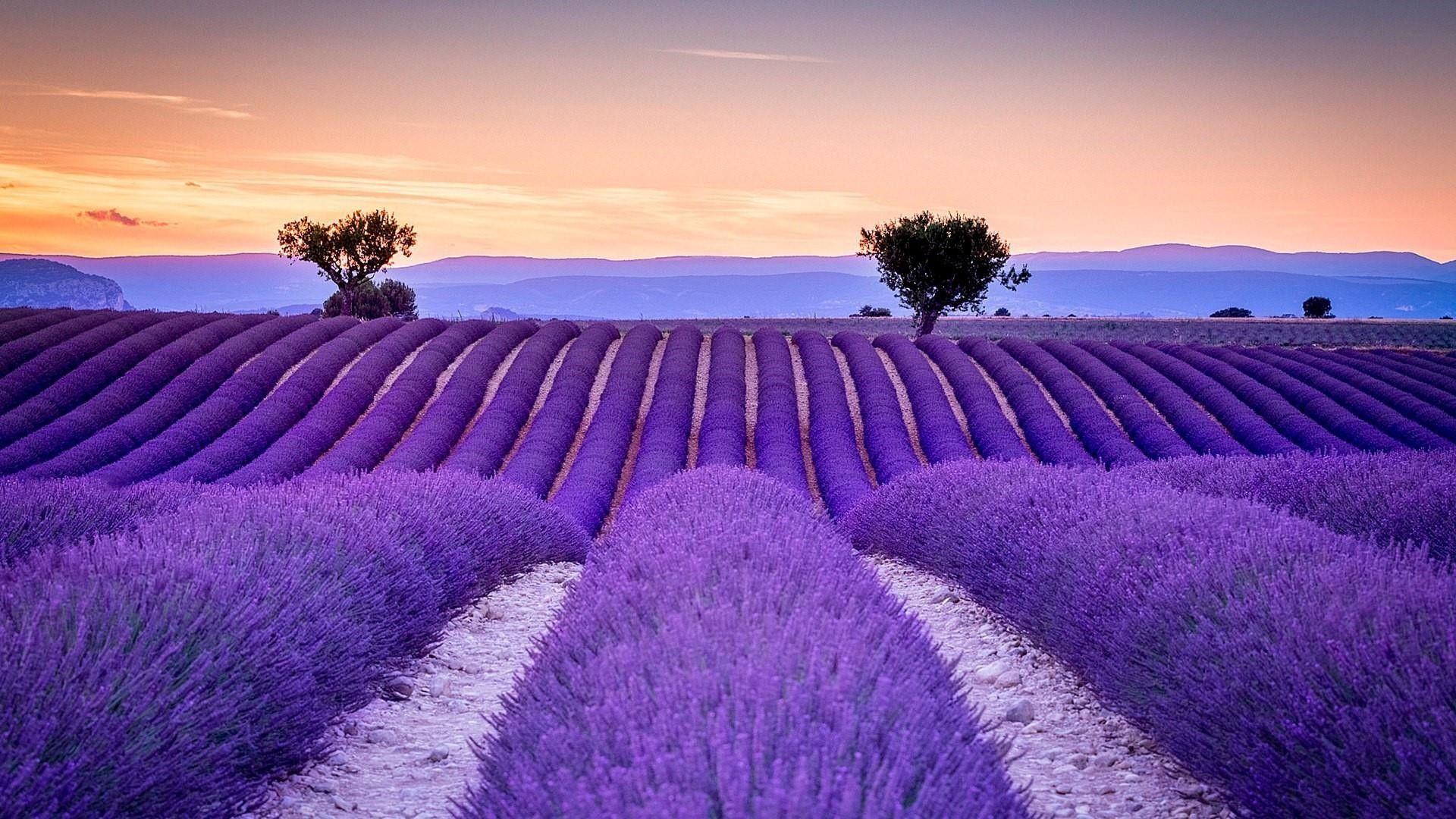 Lavender Field Wallpapers Wallpaper Cave