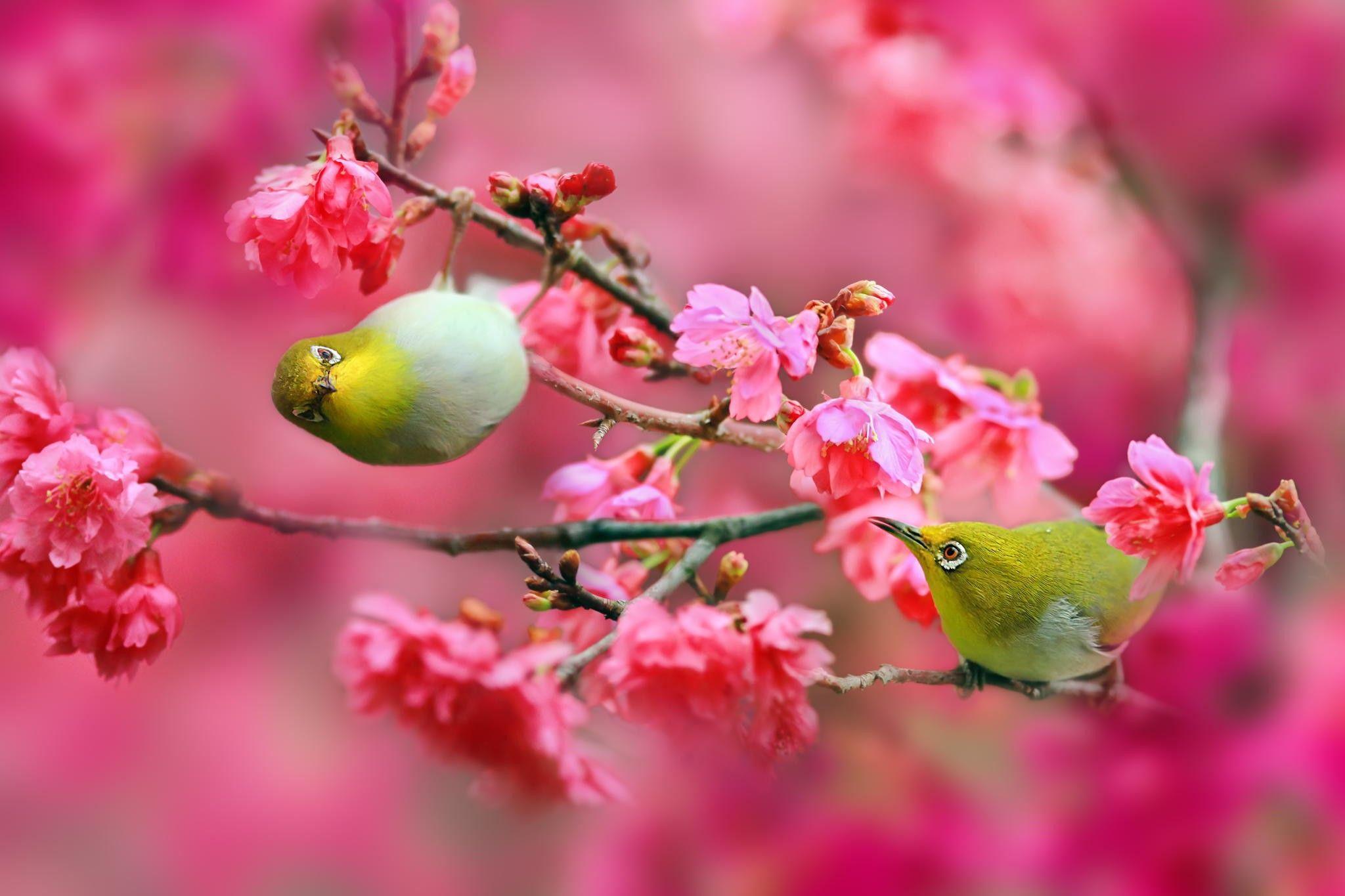 Japanese WhiteEye Bird Wallpapers Wallpaper Cave