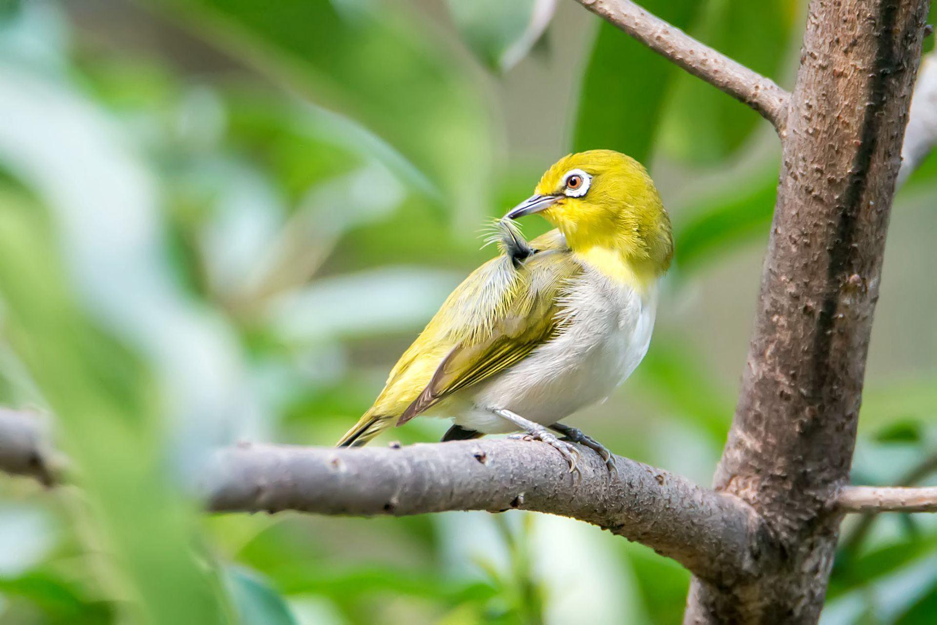 Japanese WhiteEye Bird Wallpapers Wallpaper Cave