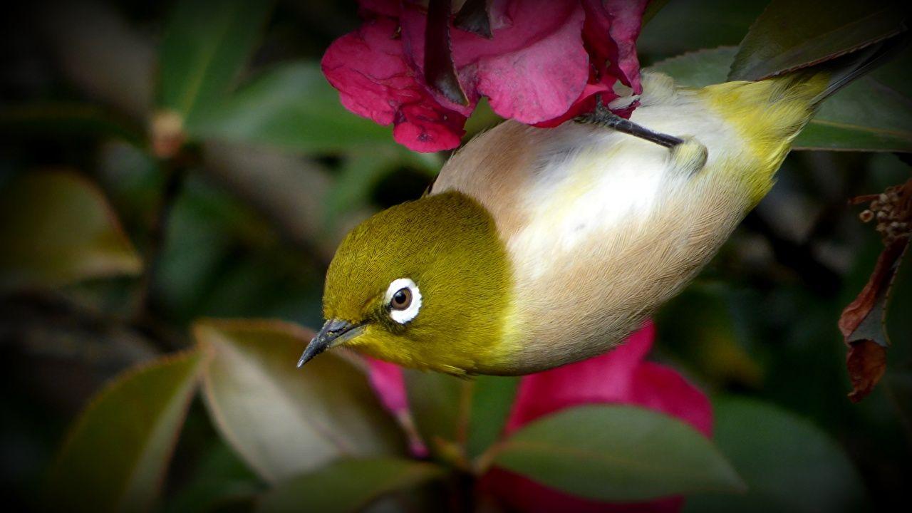 Japanese WhiteEye Bird Wallpapers Wallpaper Cave