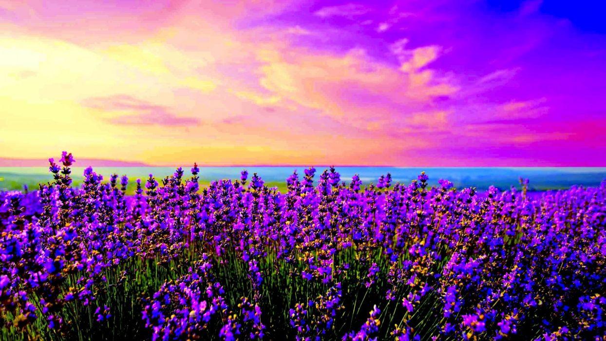 Sunridge Lavender Farm at Esmeralda Smith blog