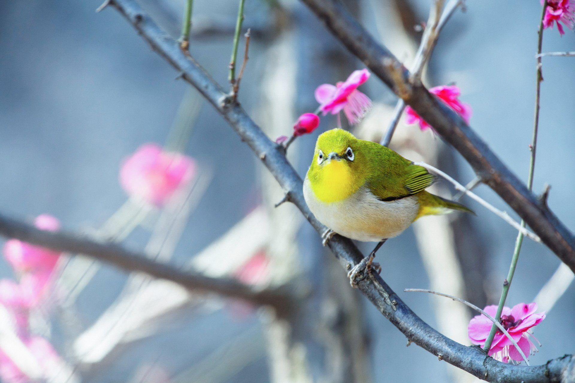 Japanese WhiteEye Bird Wallpapers Wallpaper Cave