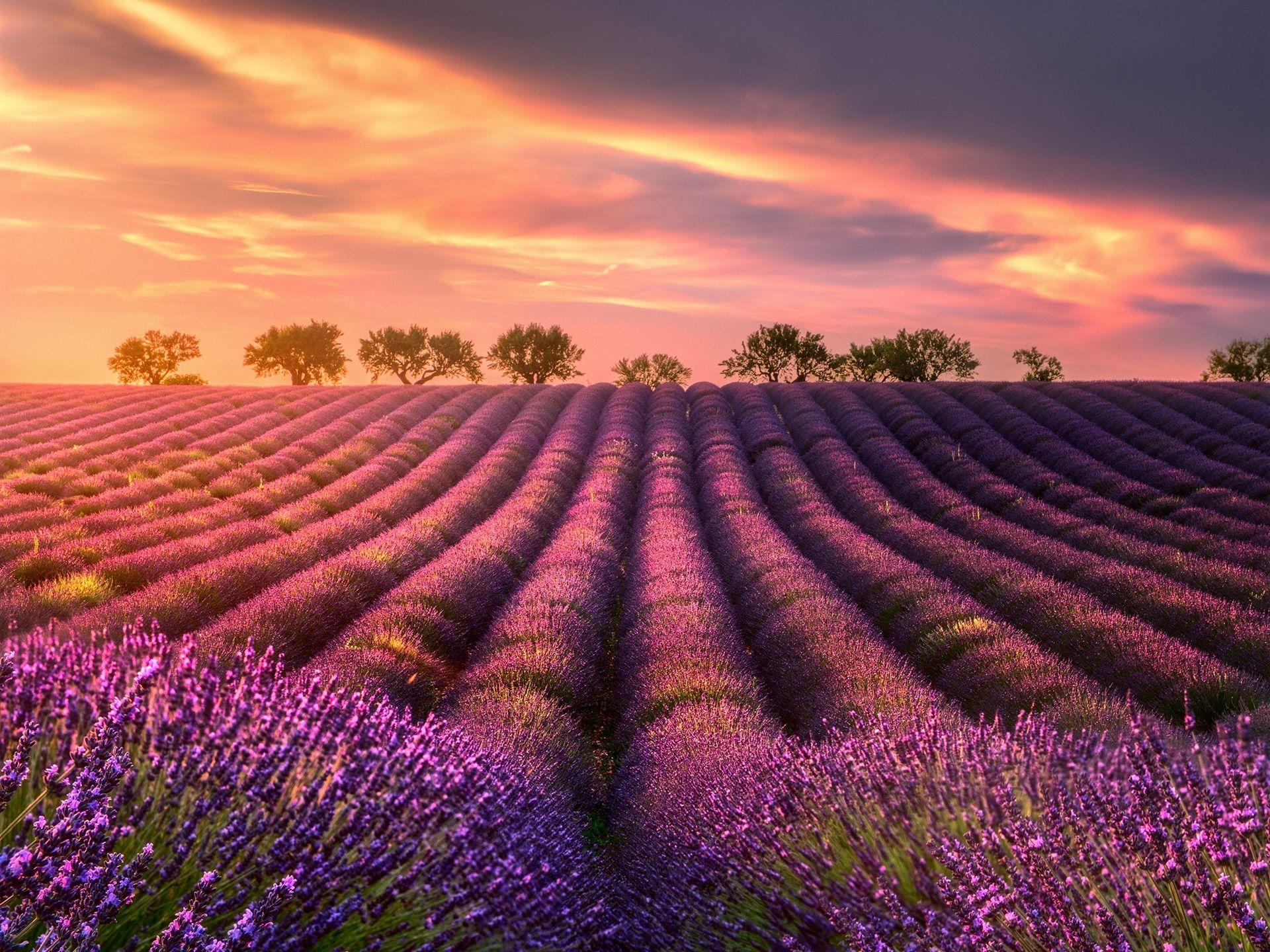 Summer Lavender Wallpapers Wallpaper Cave