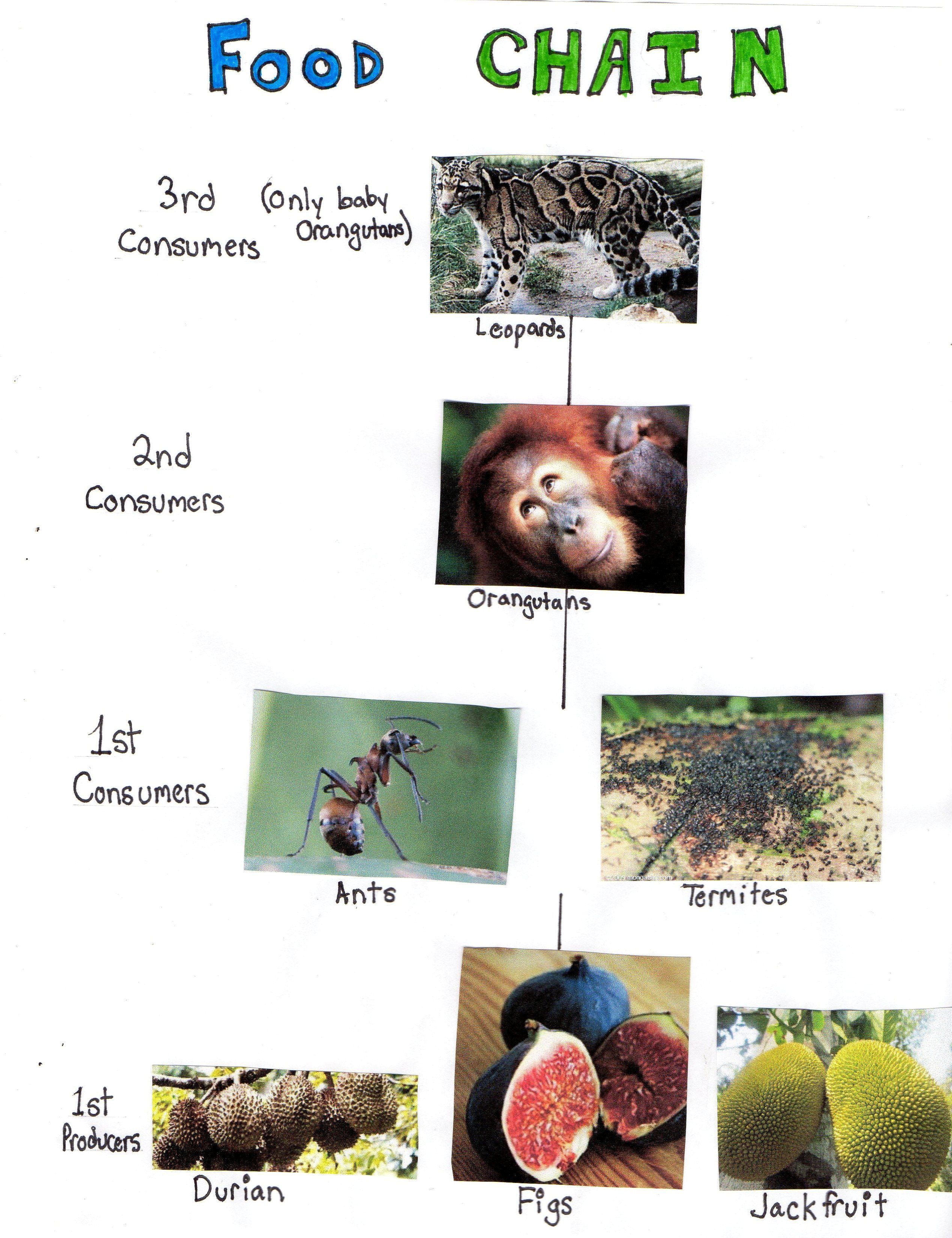 Food s Wallpapers Wallpaper Cave