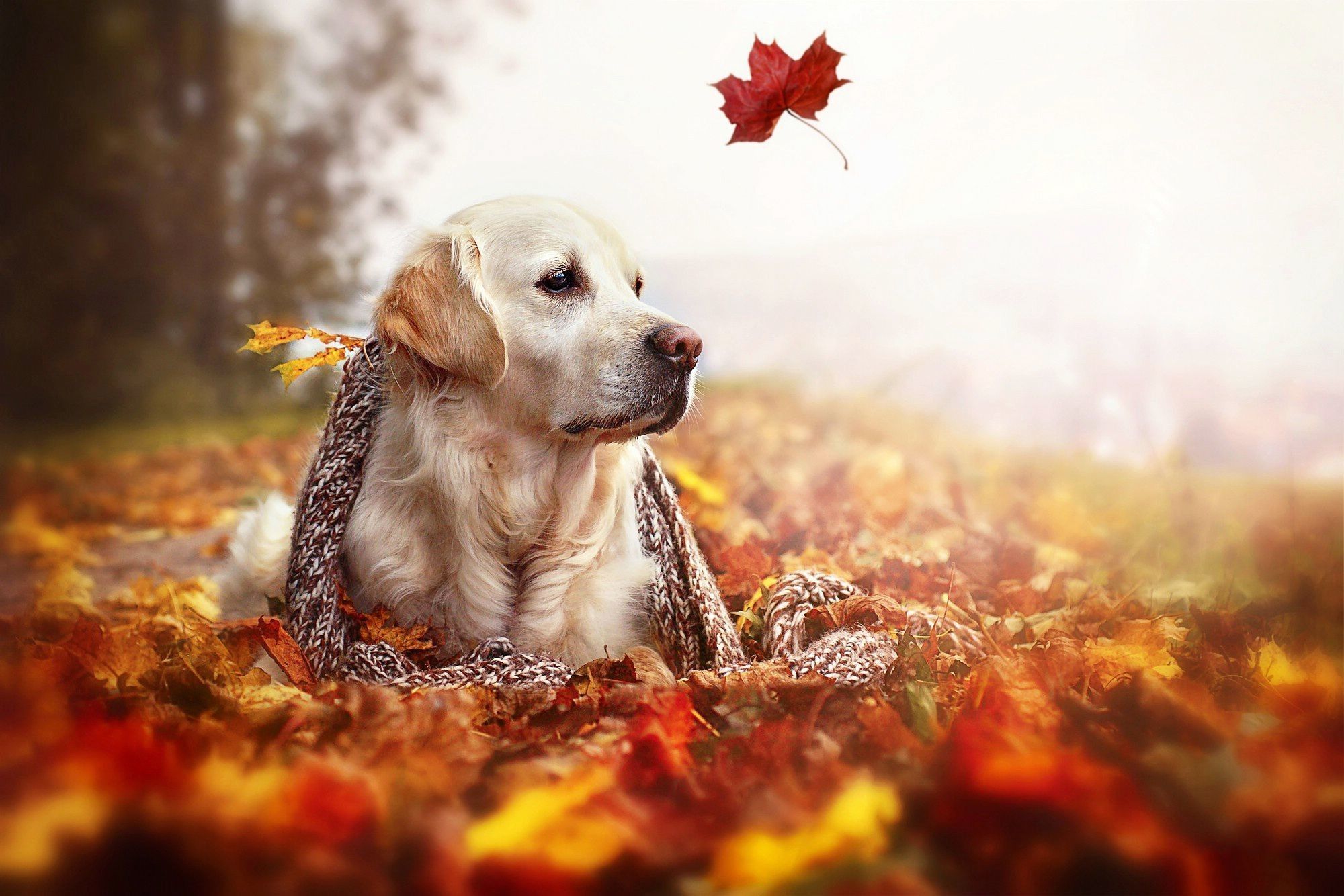 Fall Dogs Wallpapers Wallpaper Cave