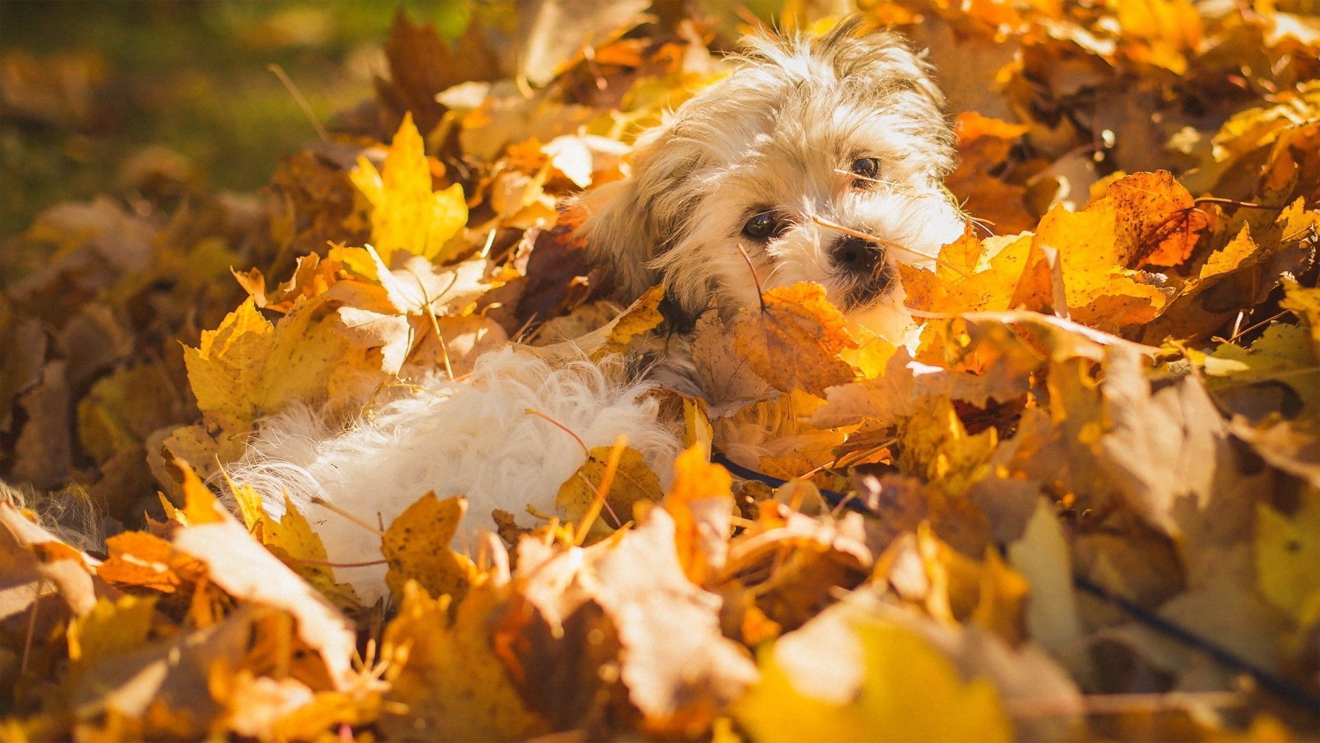 Fall Dogs Wallpapers Wallpaper Cave