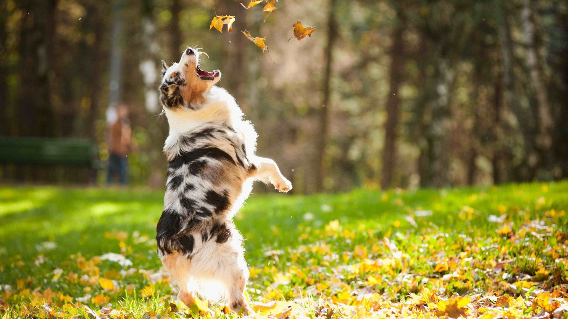 Fall Dogs Wallpapers Wallpaper Cave