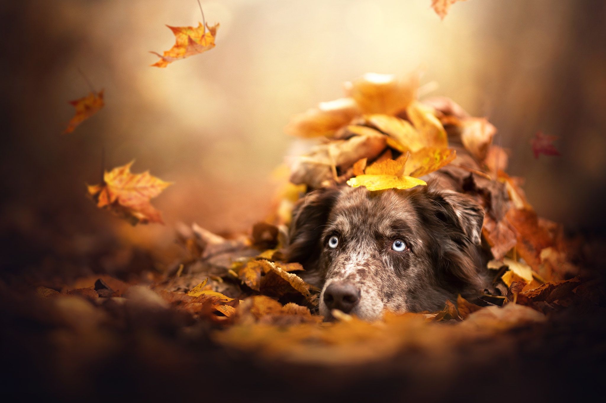 Fall Dogs Wallpapers Wallpaper Cave