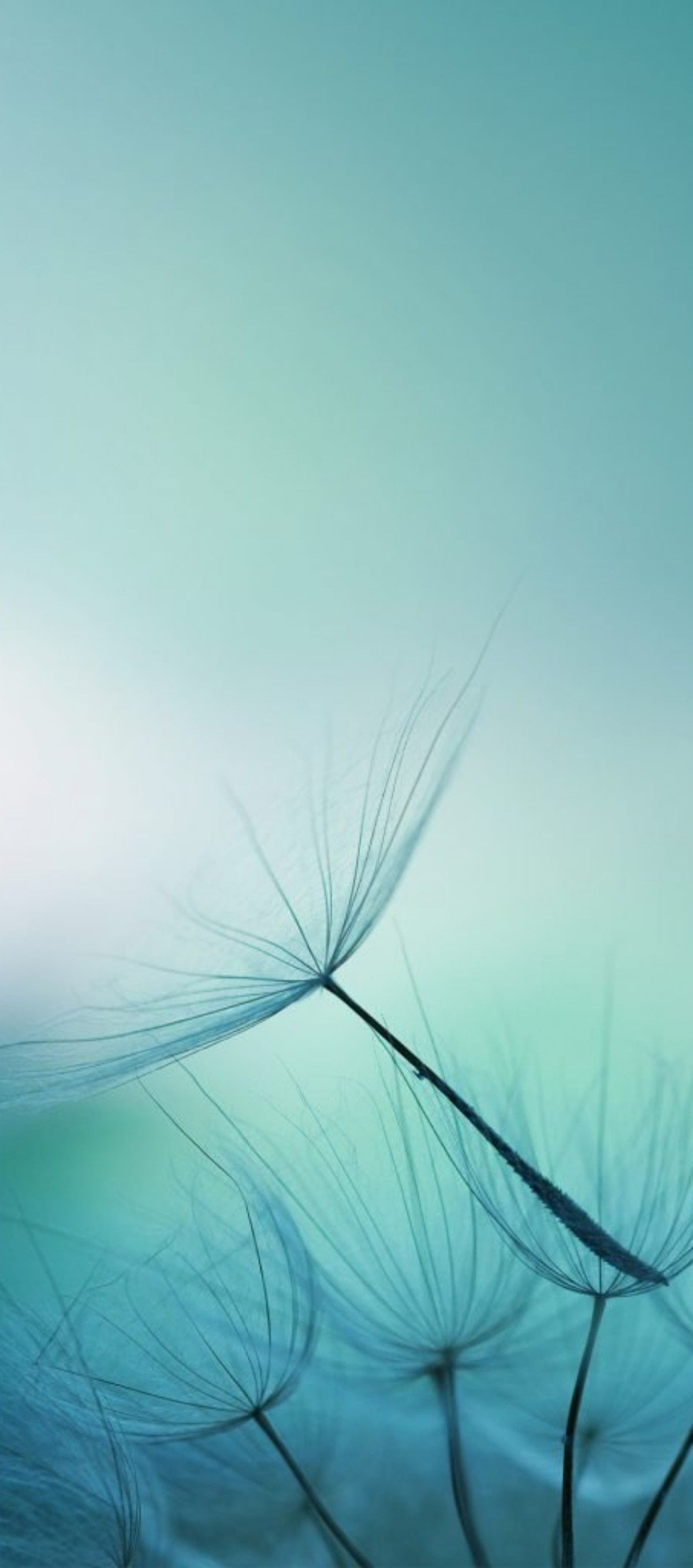 Blue Nature Mobile Wallpapers Wallpaper Cave