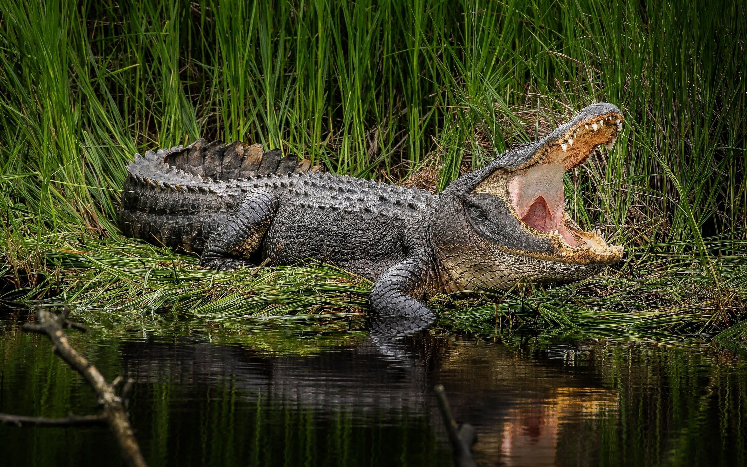 Caiman HD Wallpapers Wallpaper Cave
