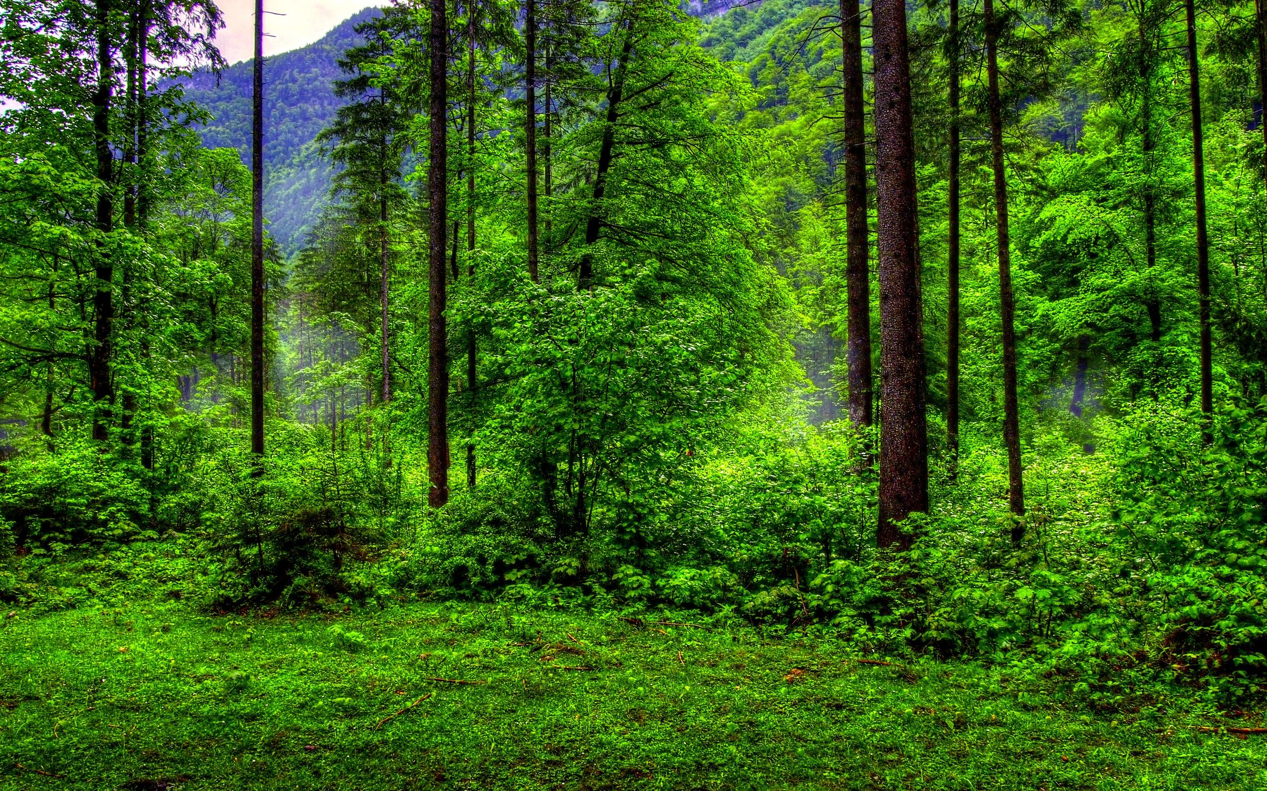 Green Forest HD Wallpapers Wallpaper Cave