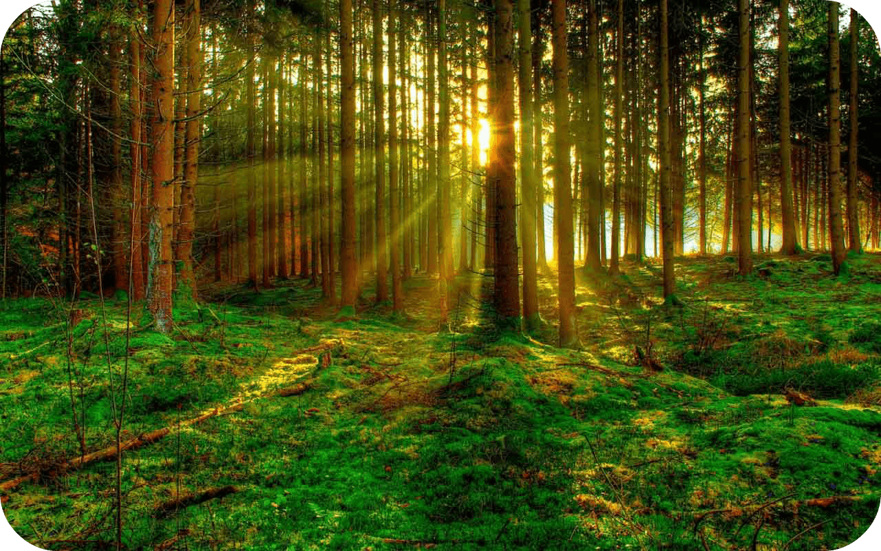 Green Forest HD Wallpapers Wallpaper Cave