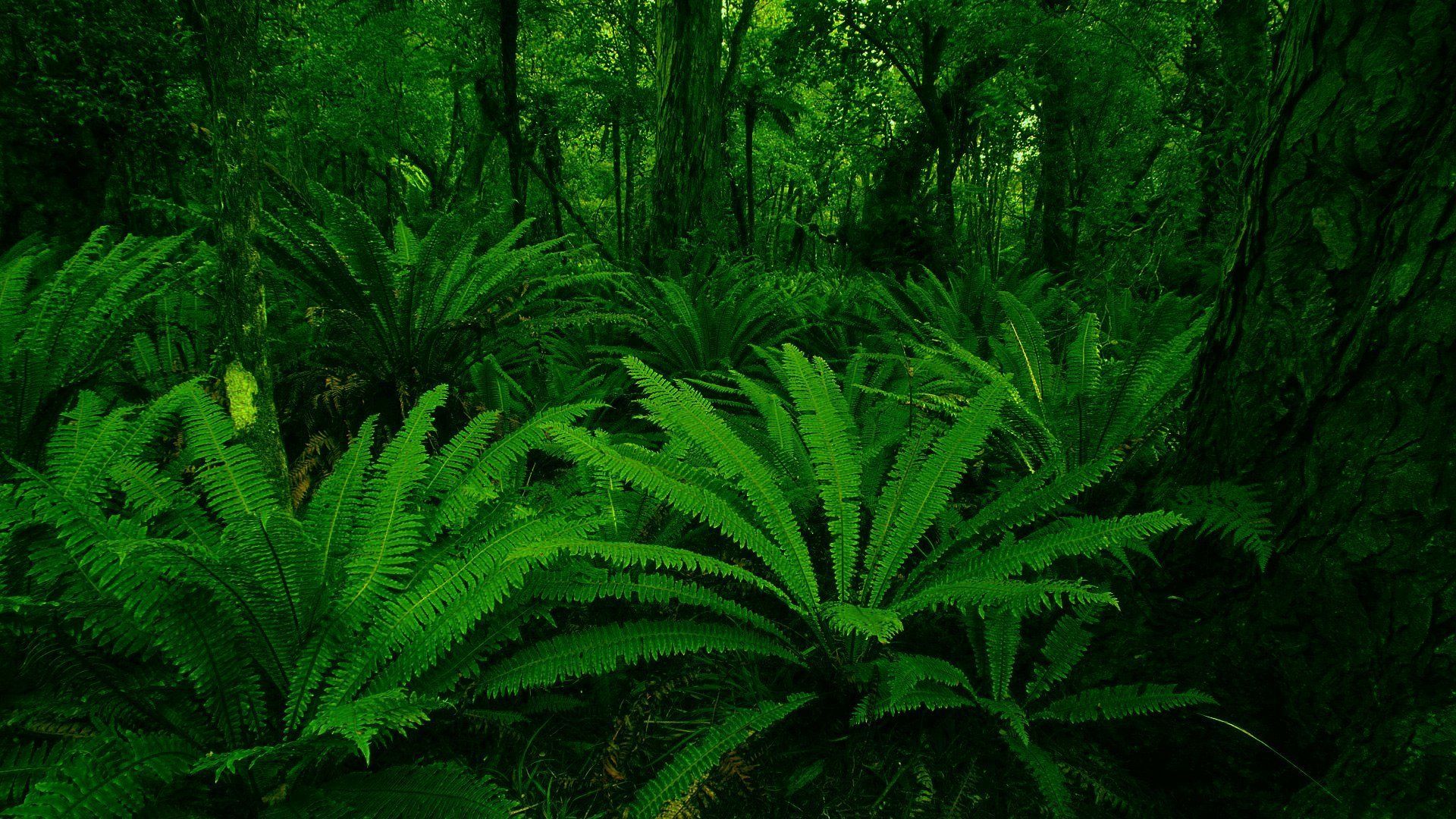 Green Forest HD Wallpapers Wallpaper Cave