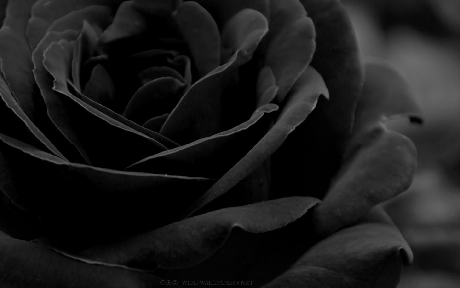 Black Roses Desktop Wallpapers Wallpaper Cave