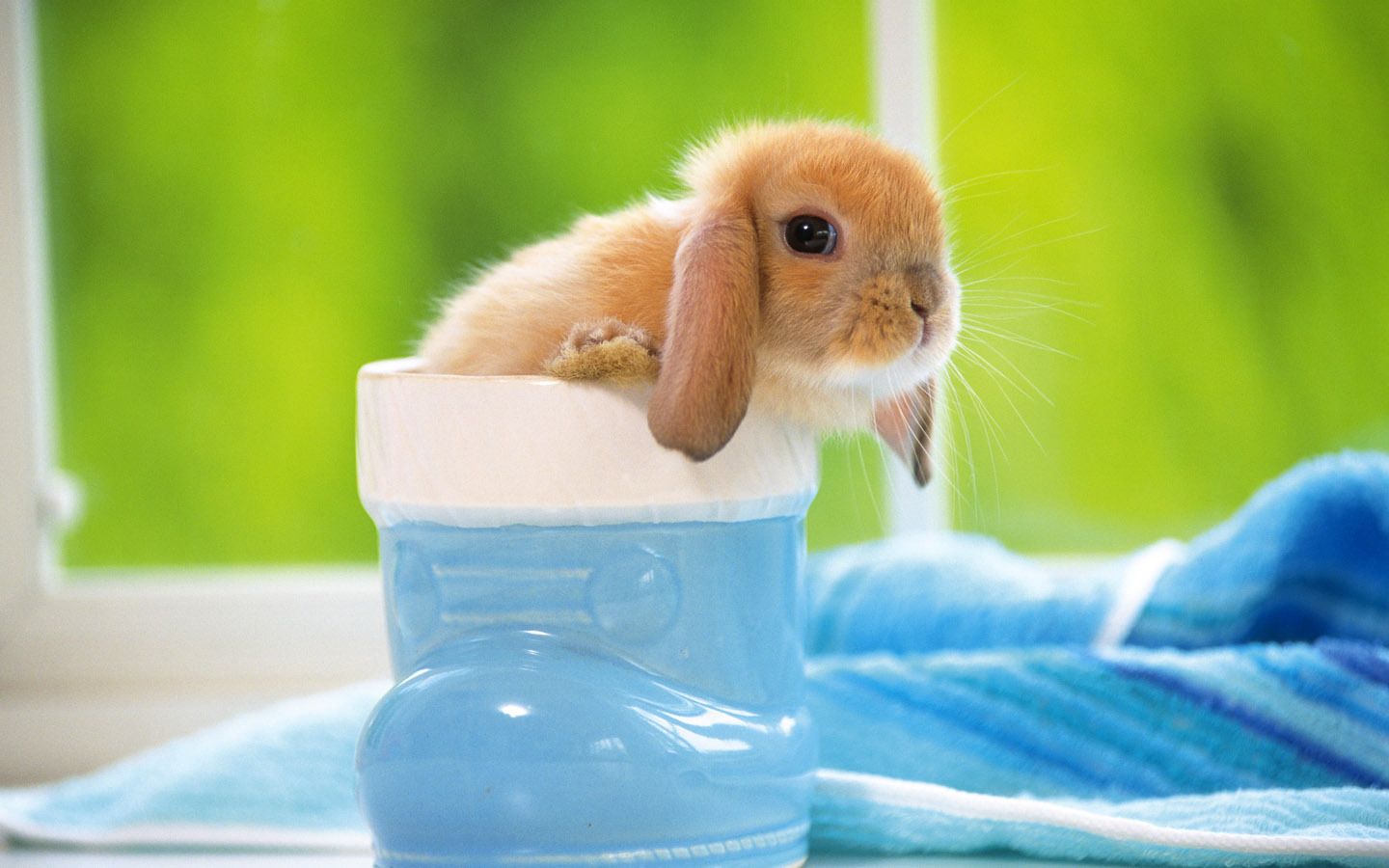 Blue Bunny Wallpapers Wallpaper Cave