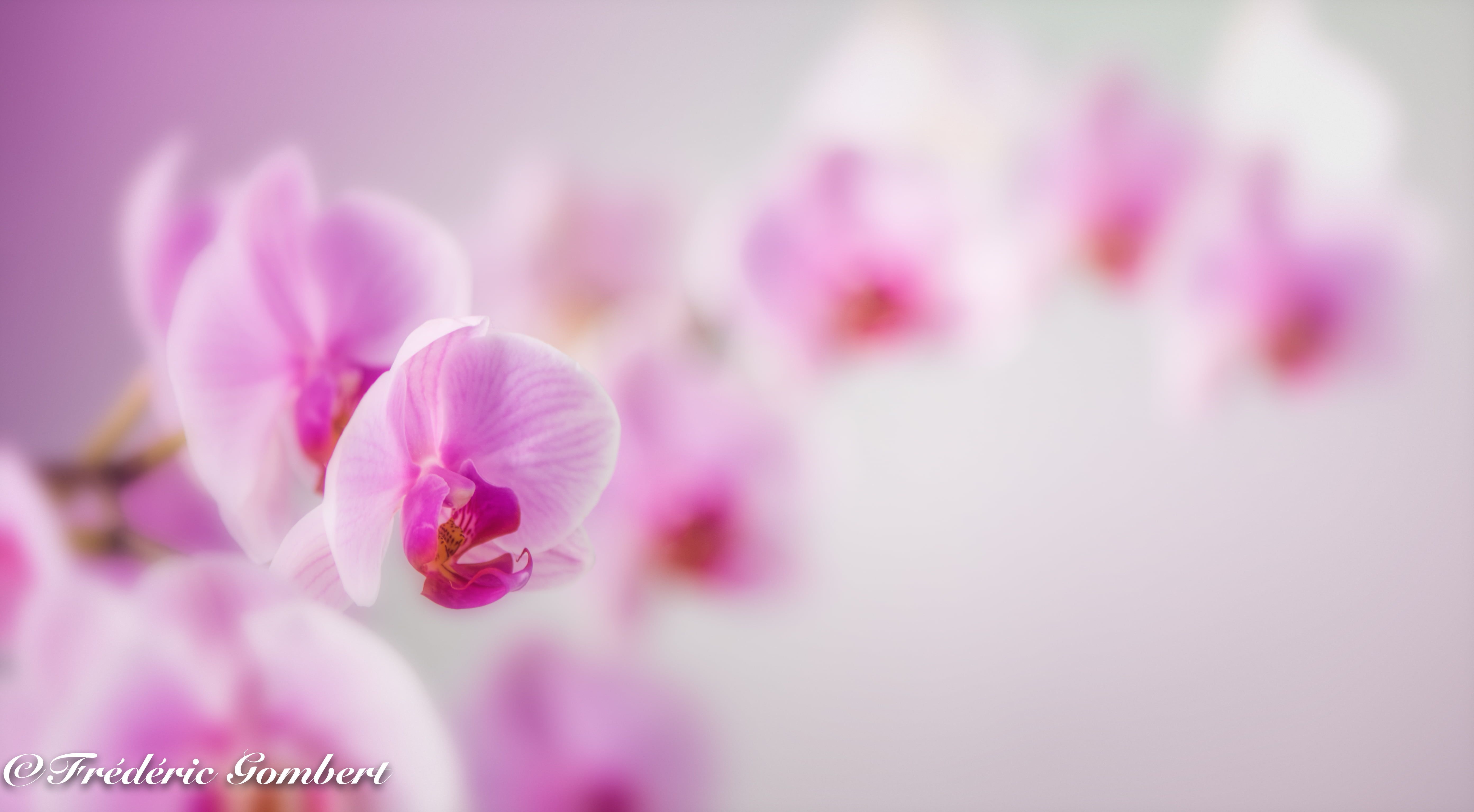 Pink Orchid Wallpapers Wallpaper Cave
