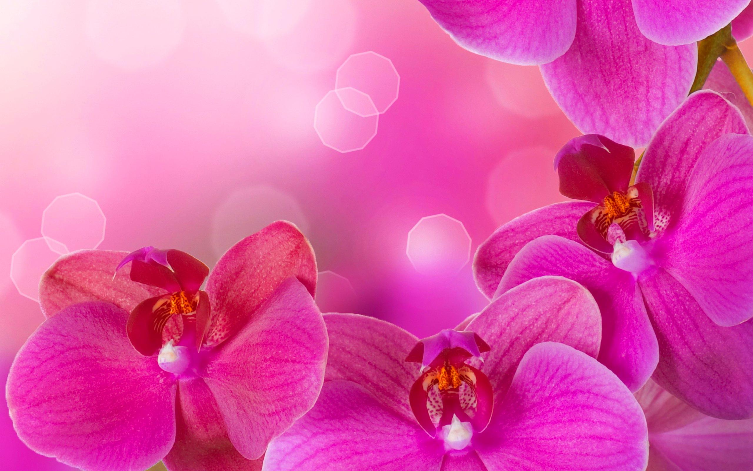 Pink Orchid Wallpaper