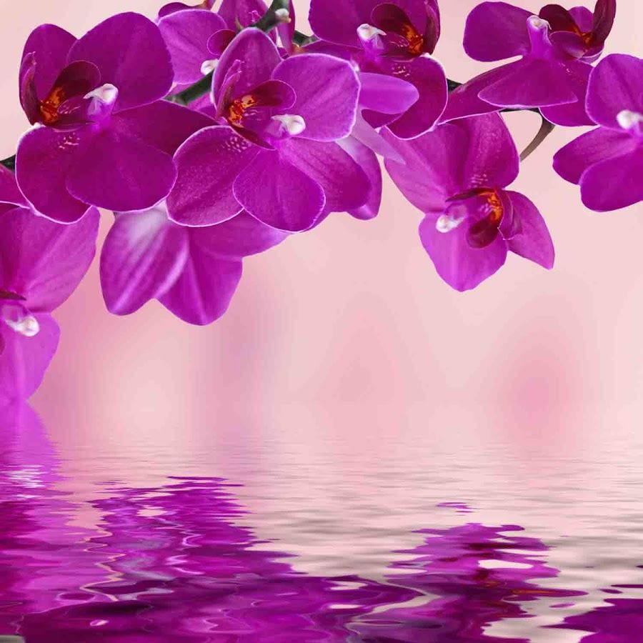 Pink Orchid Wallpapers Wallpaper Cave