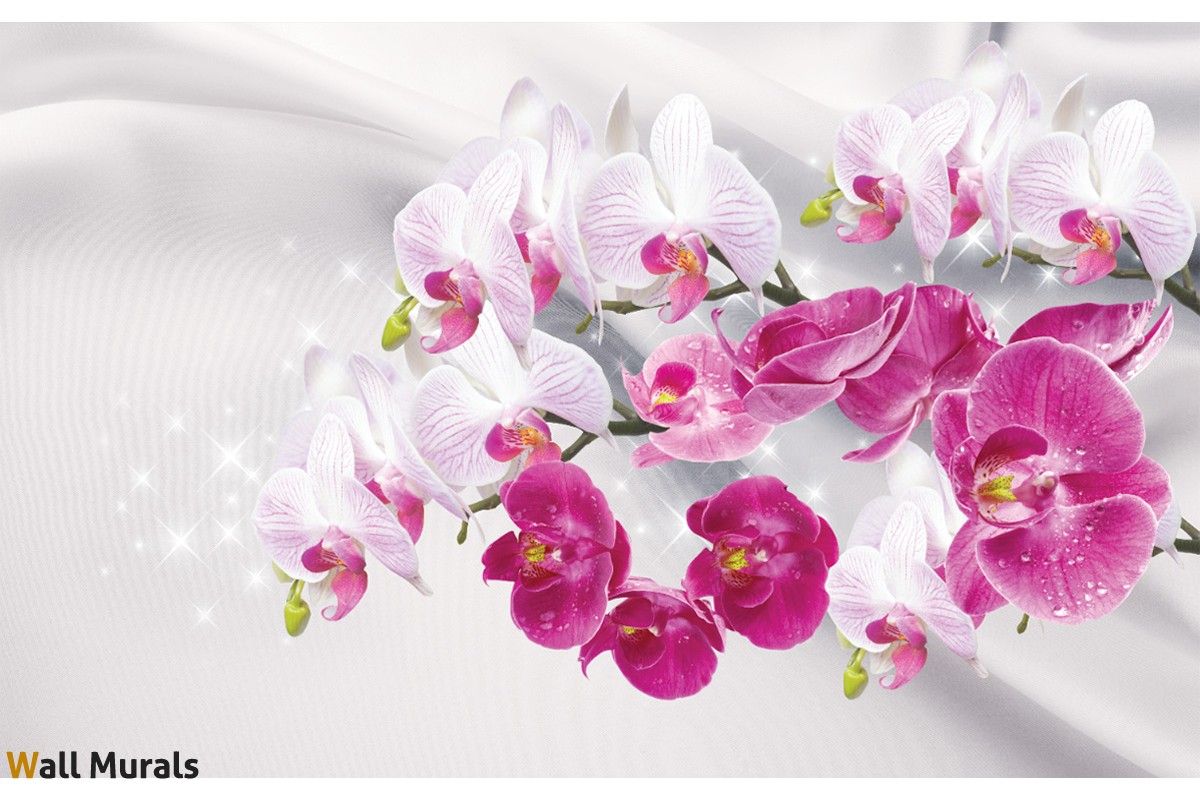 Pink Orchid Wallpapers Wallpaper Cave