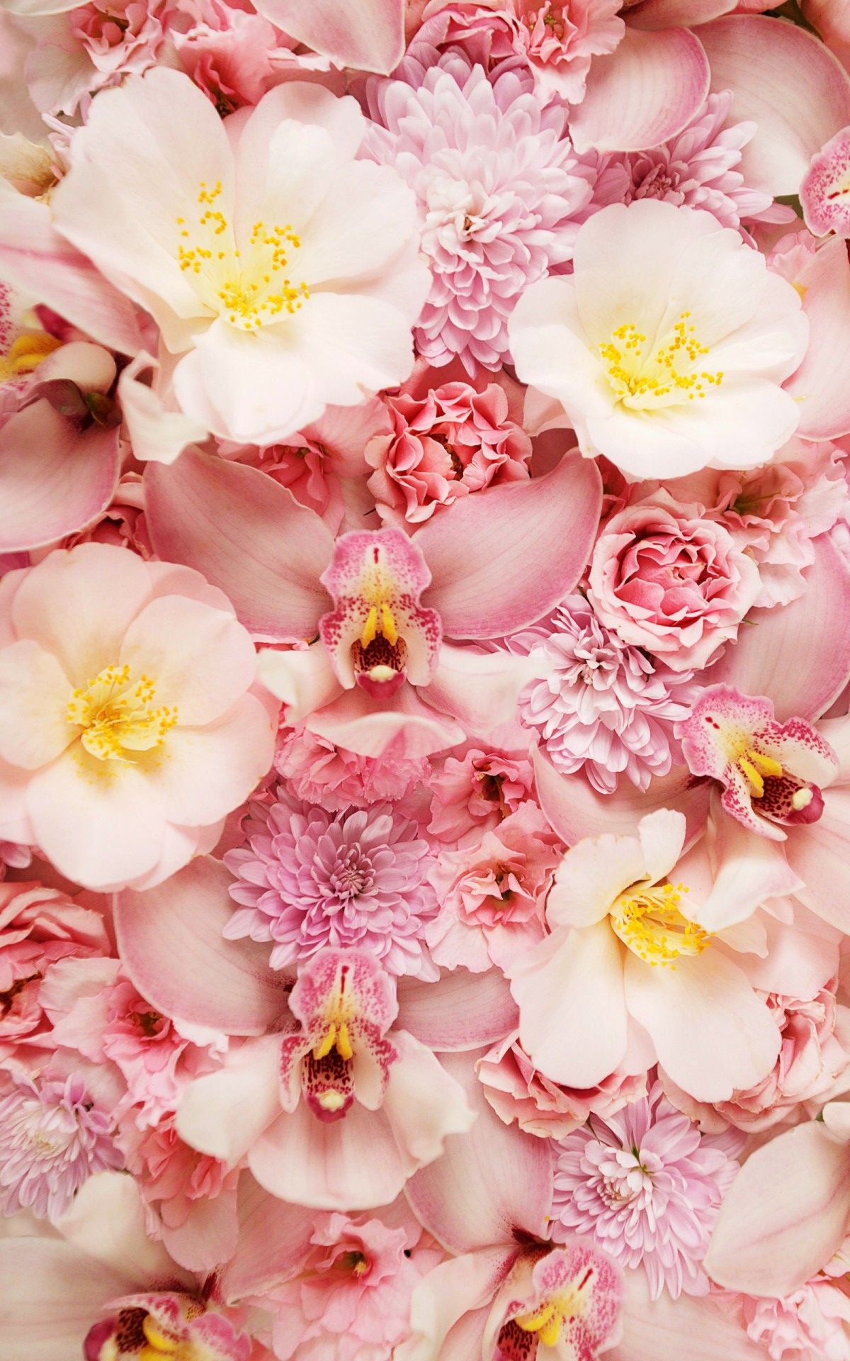 Pink Orchid Wallpapers Wallpaper Cave