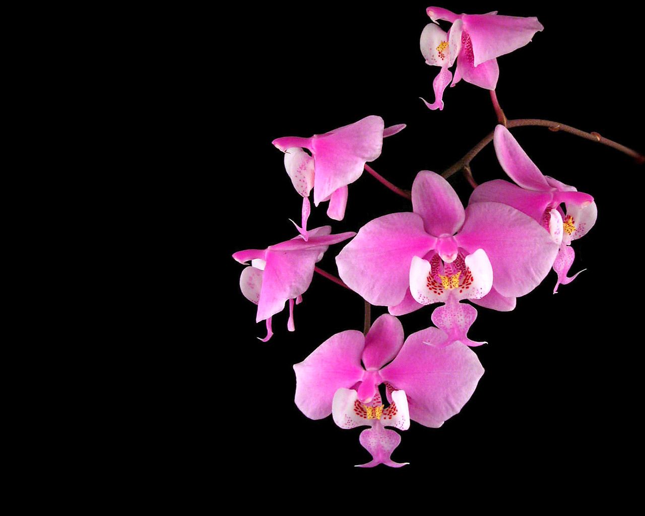 Pink Orchid Wallpapers Wallpaper Cave