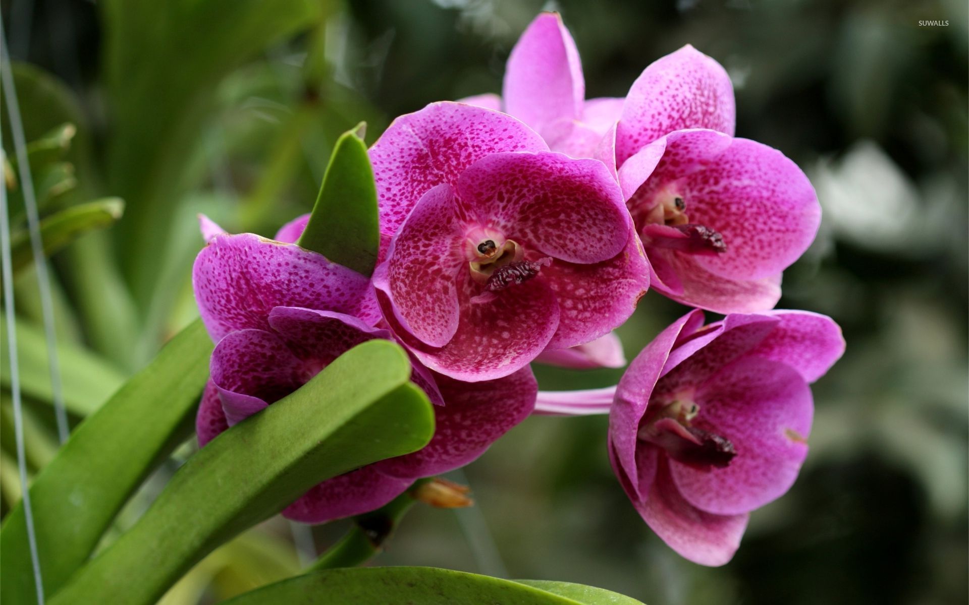 Pink Orchid Wallpapers Wallpaper Cave