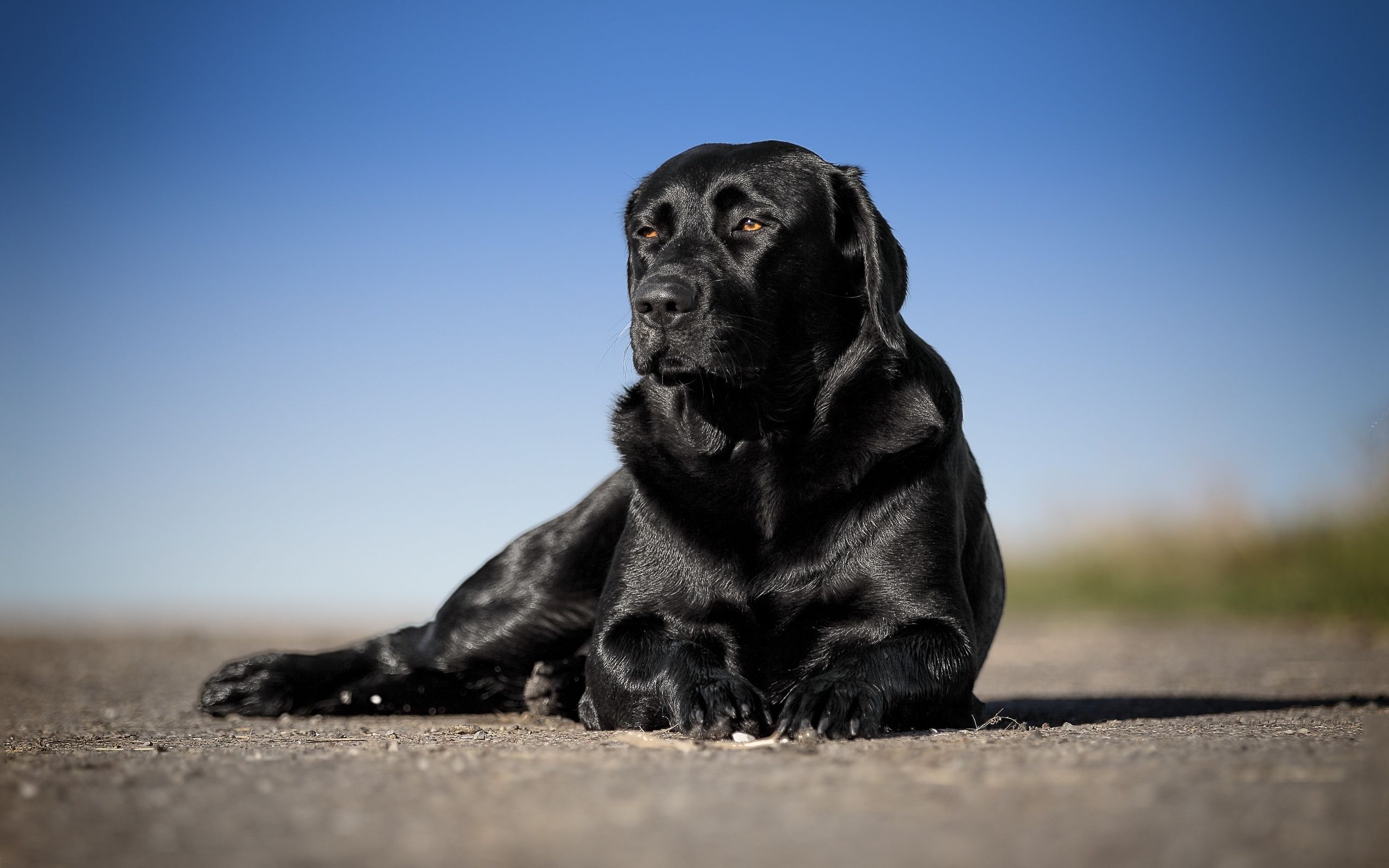Black Labrador Computer Wallpapers Wallpaper Cave