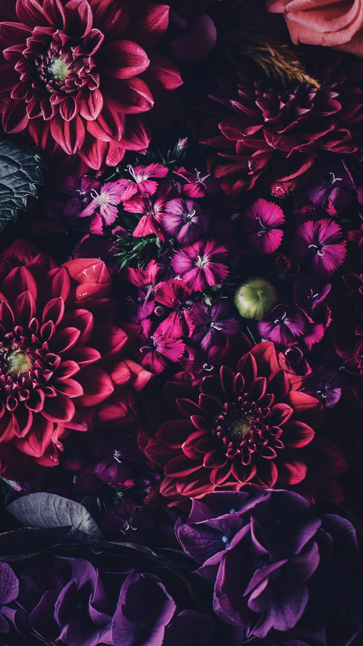 Black Floral Iphone Wallpaper