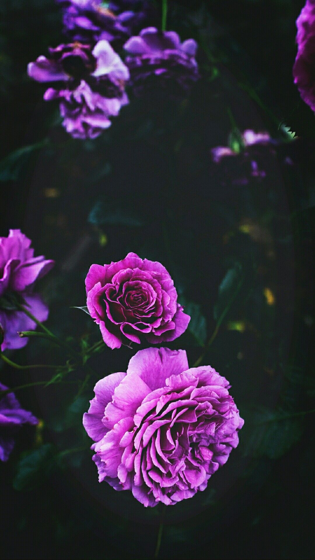 Flowers iPhone Wallpapers Wallpaper Cave