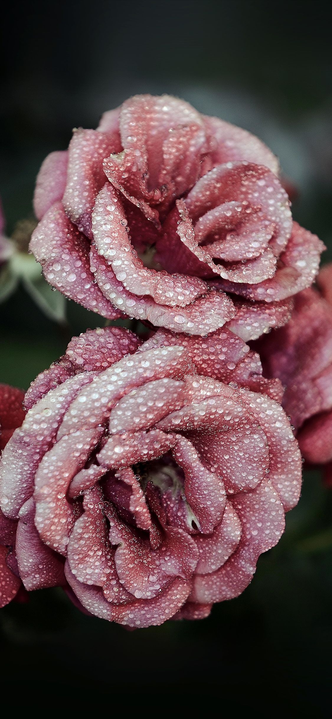 Pink Rose iPhone Wallpapers Wallpaper Cave