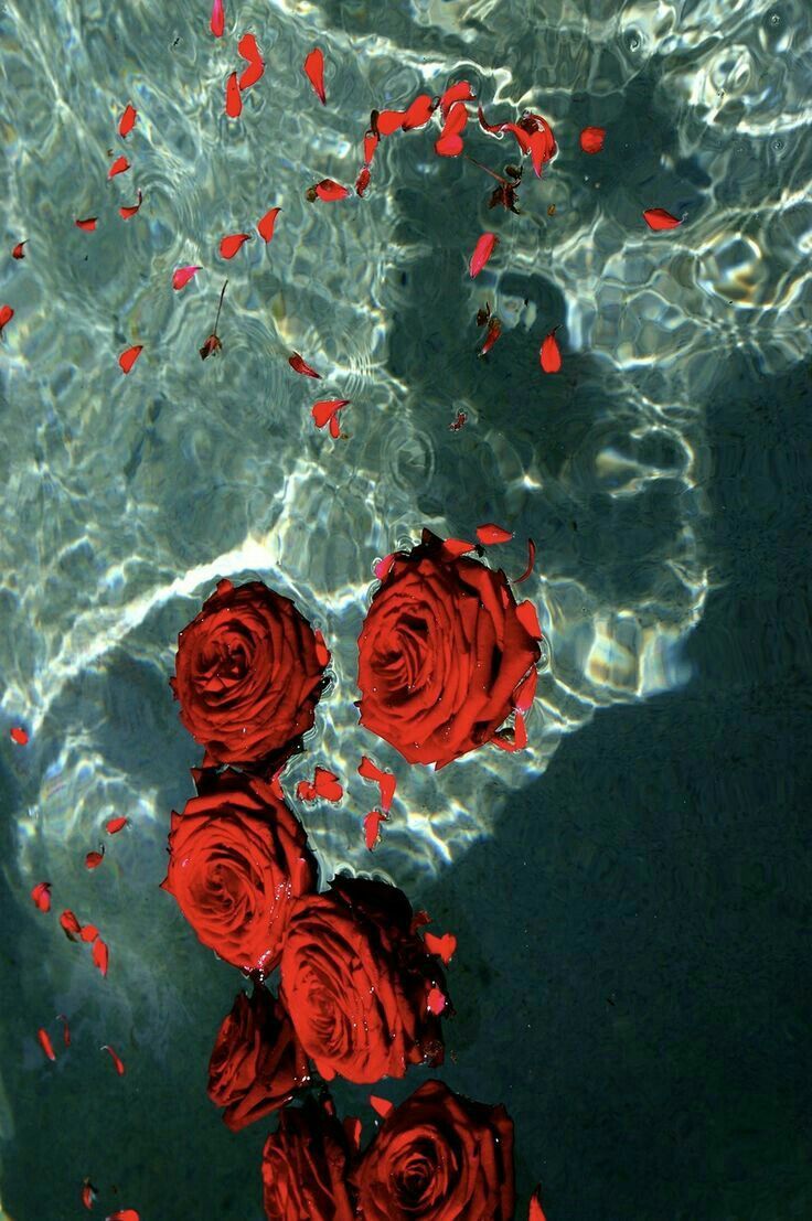 Aesthetic Roses Wallpapers Wallpaper Cave