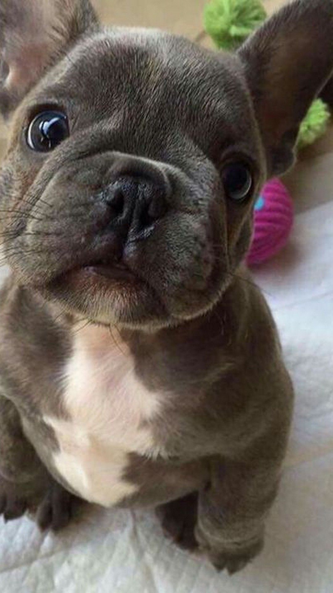 Baby French Bulldog Wallpapers Wallpaper Cave